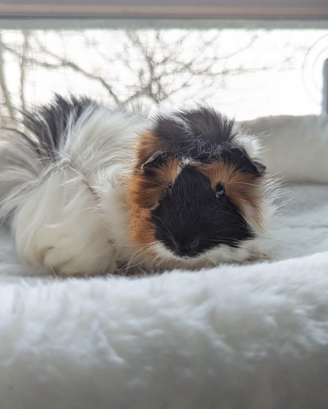 Enlarge Canon and Snuggle Monster, a Adoptable mixed breed in Flanders, NJ image 2/4