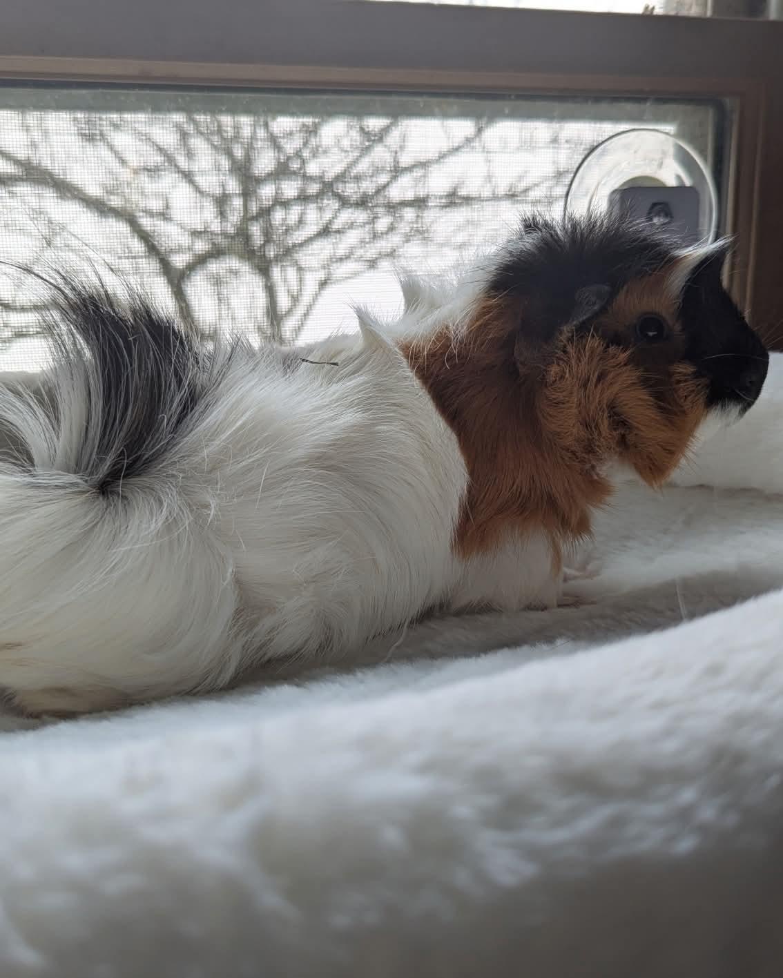 Enlarge Canon and Snuggle Monster, a Adoptable mixed breed in Flanders, NJ image 3/4