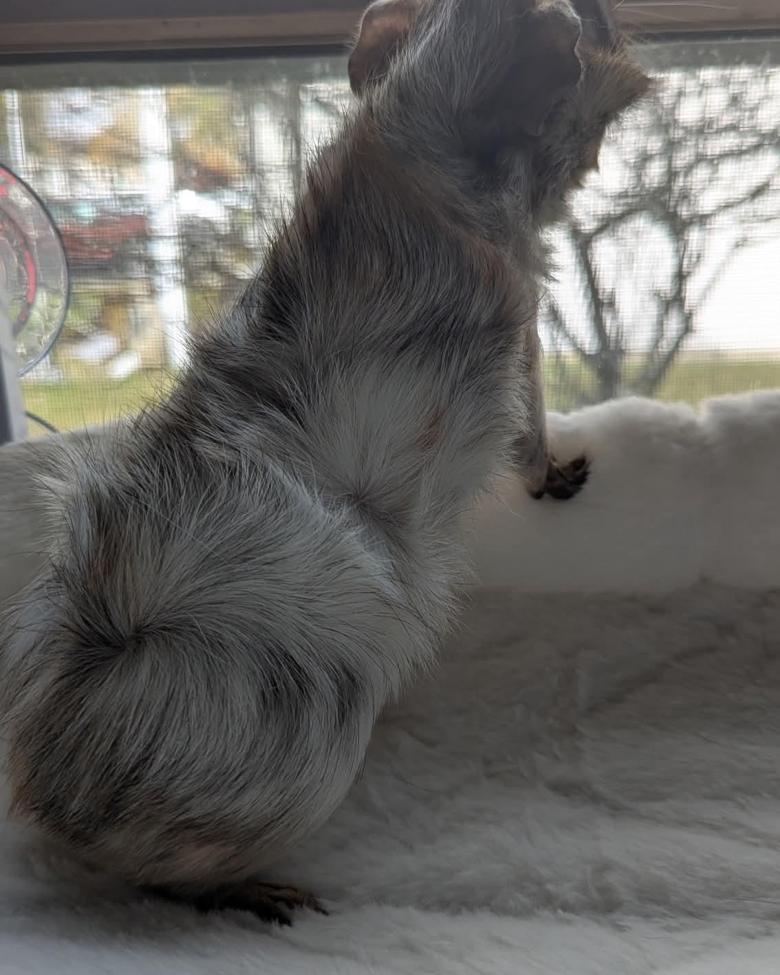 Enlarge Canon and Snuggle Monster, a Adoptable mixed breed in Flanders, NJ image 4/4