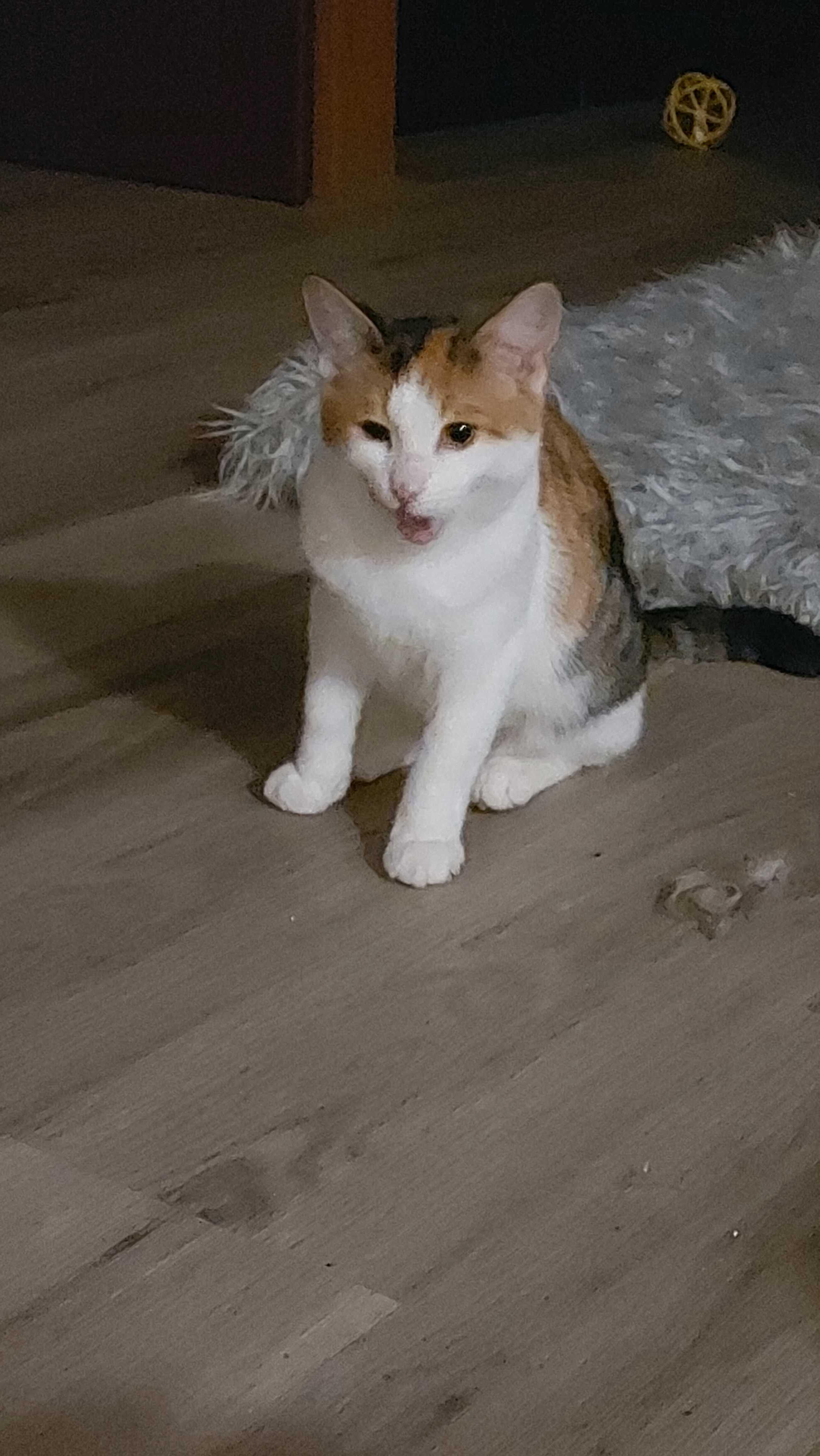 Enlarge Beans & Boba , a Adoptable Domestic Short Hair in Wakefield, QC image 3/6