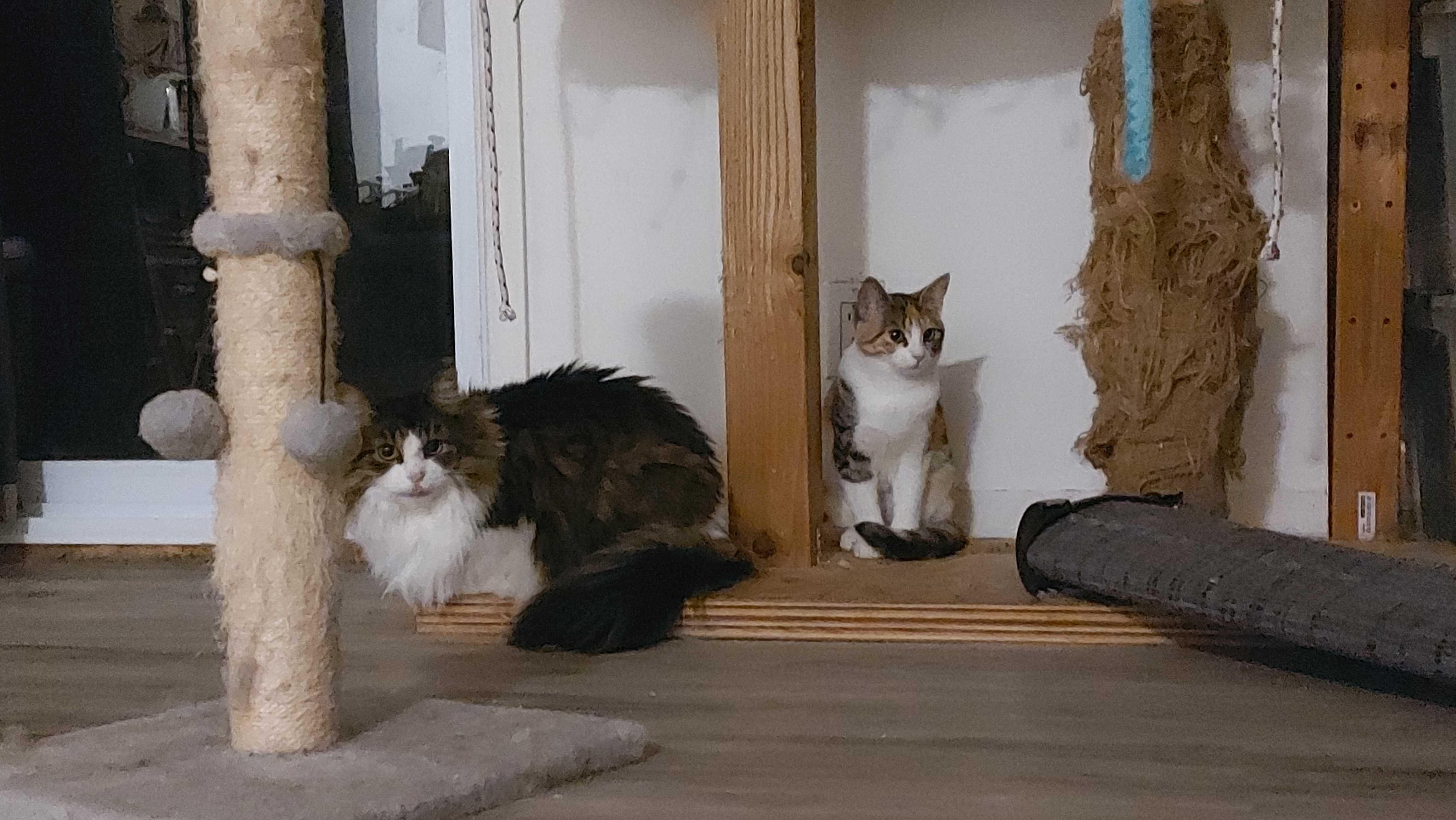 Enlarge Beans & Boba , a Adoptable Domestic Short Hair in Wakefield, QC image 2/6