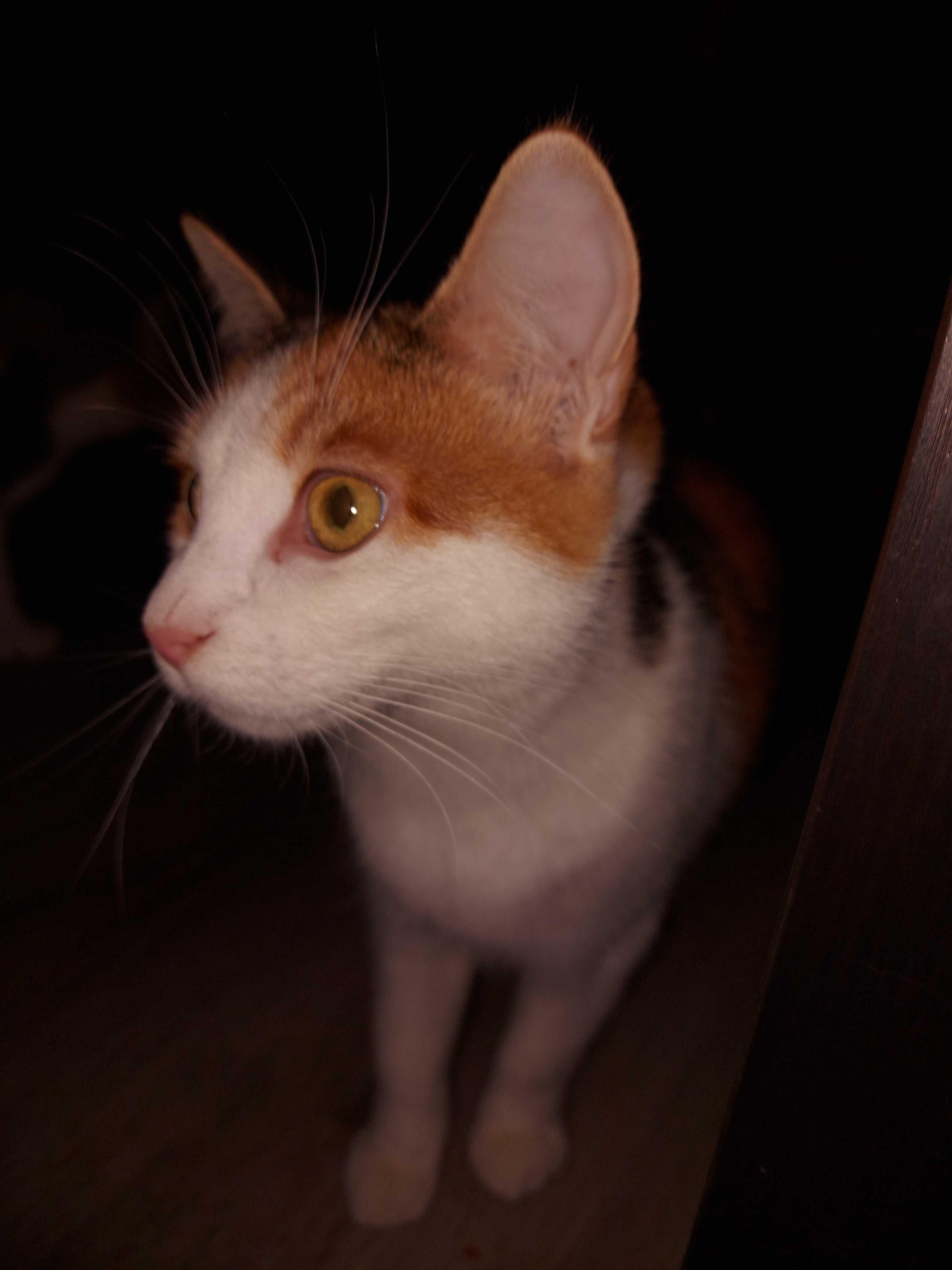 Enlarge Beans & Boba , a Adoptable Domestic Short Hair in Wakefield, QC image 4/6