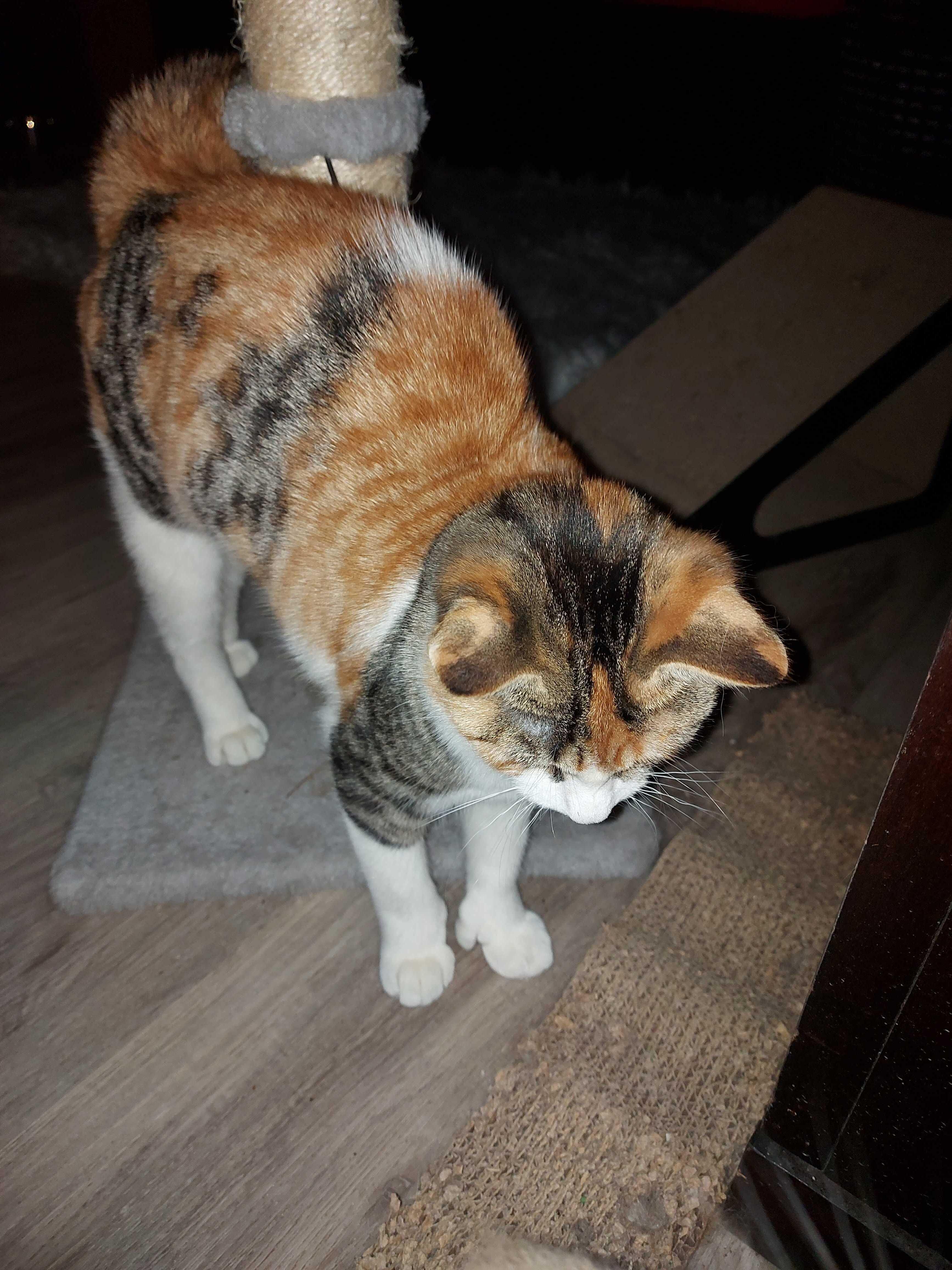 Enlarge Beans & Boba , a Adoptable Domestic Short Hair in Wakefield, QC image 6/6