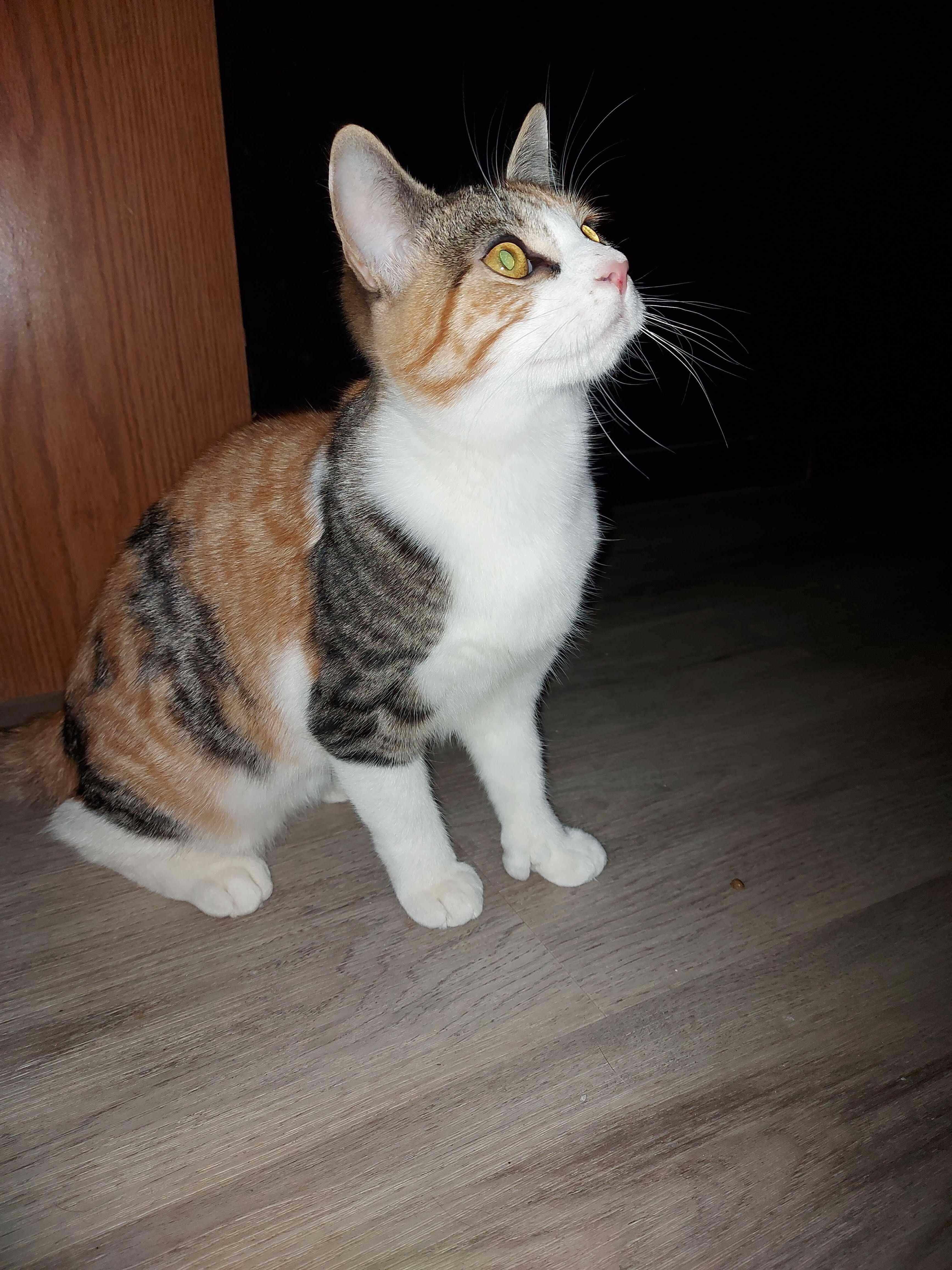 Enlarge Beans & Boba , a Adoptable Domestic Short Hair in Wakefield, QC image 5/6