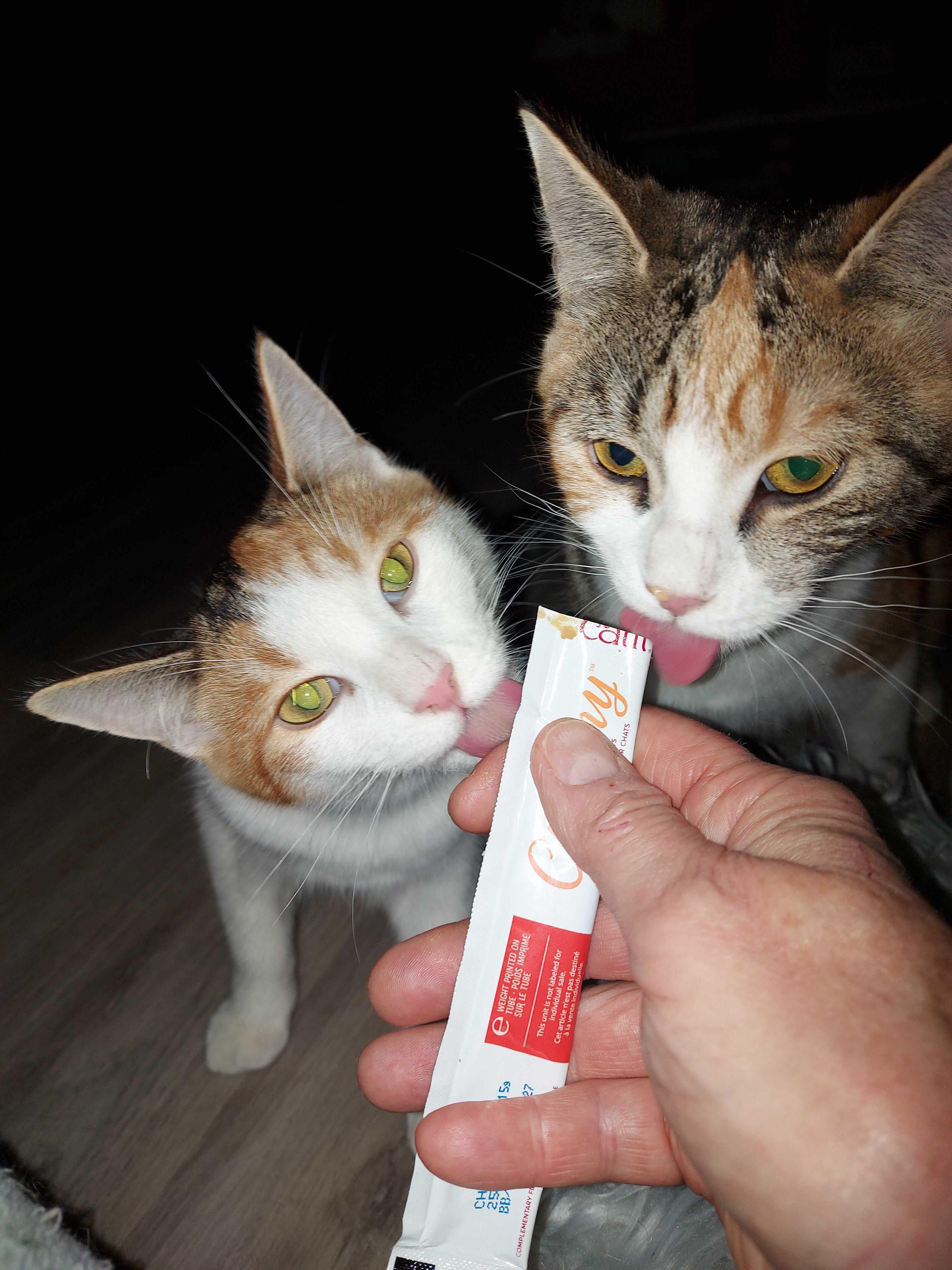 Beans & Boba , Adoptable, Kitten Female Domestic Short Hair.