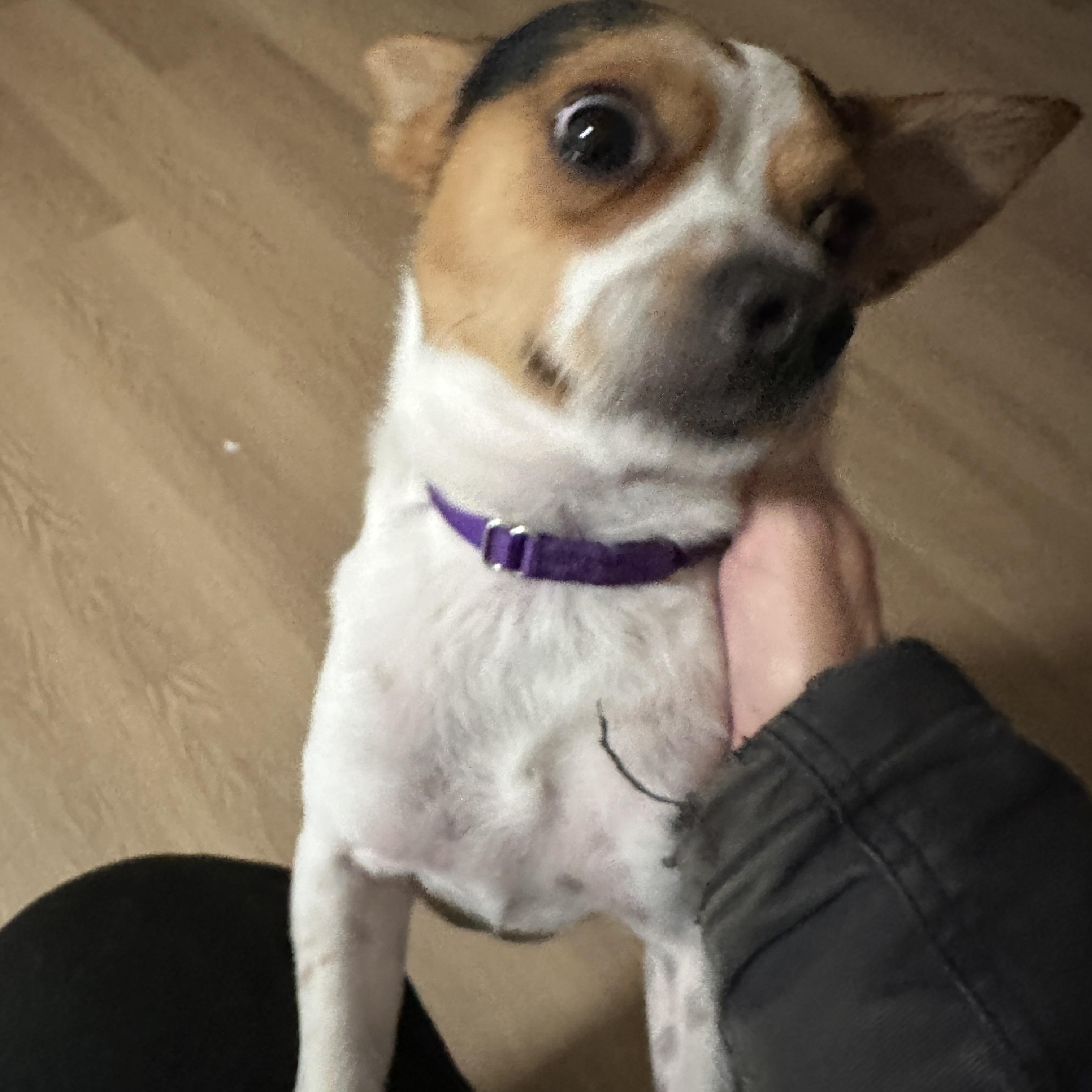 Enlarge Man Man, a Adoptable mixed breed in Sheridan, OR image 4/5