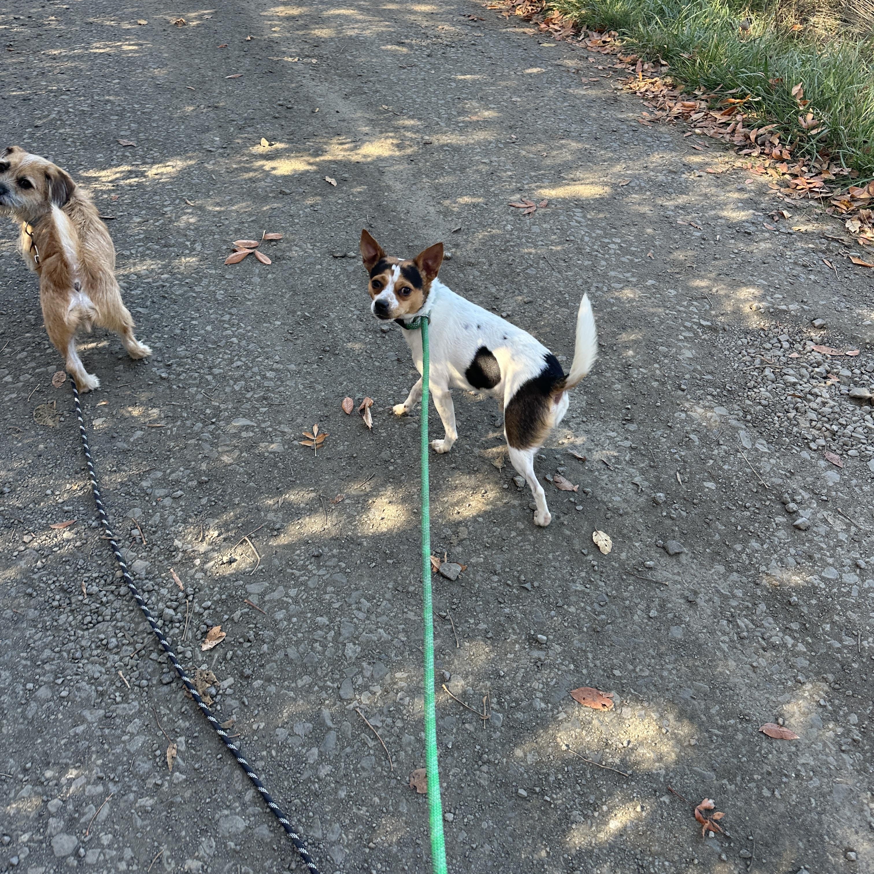 Man Man, Adoptable, Adult Male Australian Cattle Dog / Blue Heeler & Chihuahua.