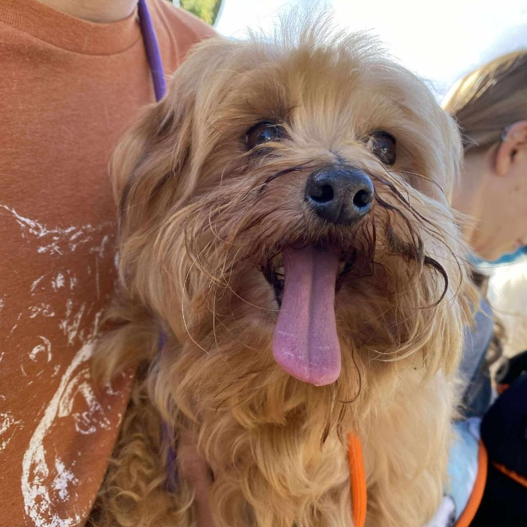 Enlarge Lulu Lane, a Adoptable Maltese in Silver Spring, MD image 1/2