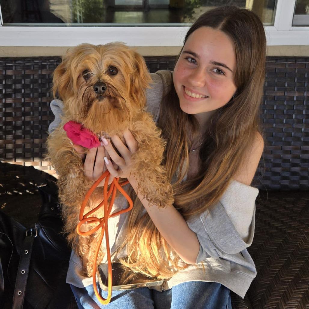 Enlarge Lulu Lane, a Adoptable Maltese in Silver Spring, MD image 2/2