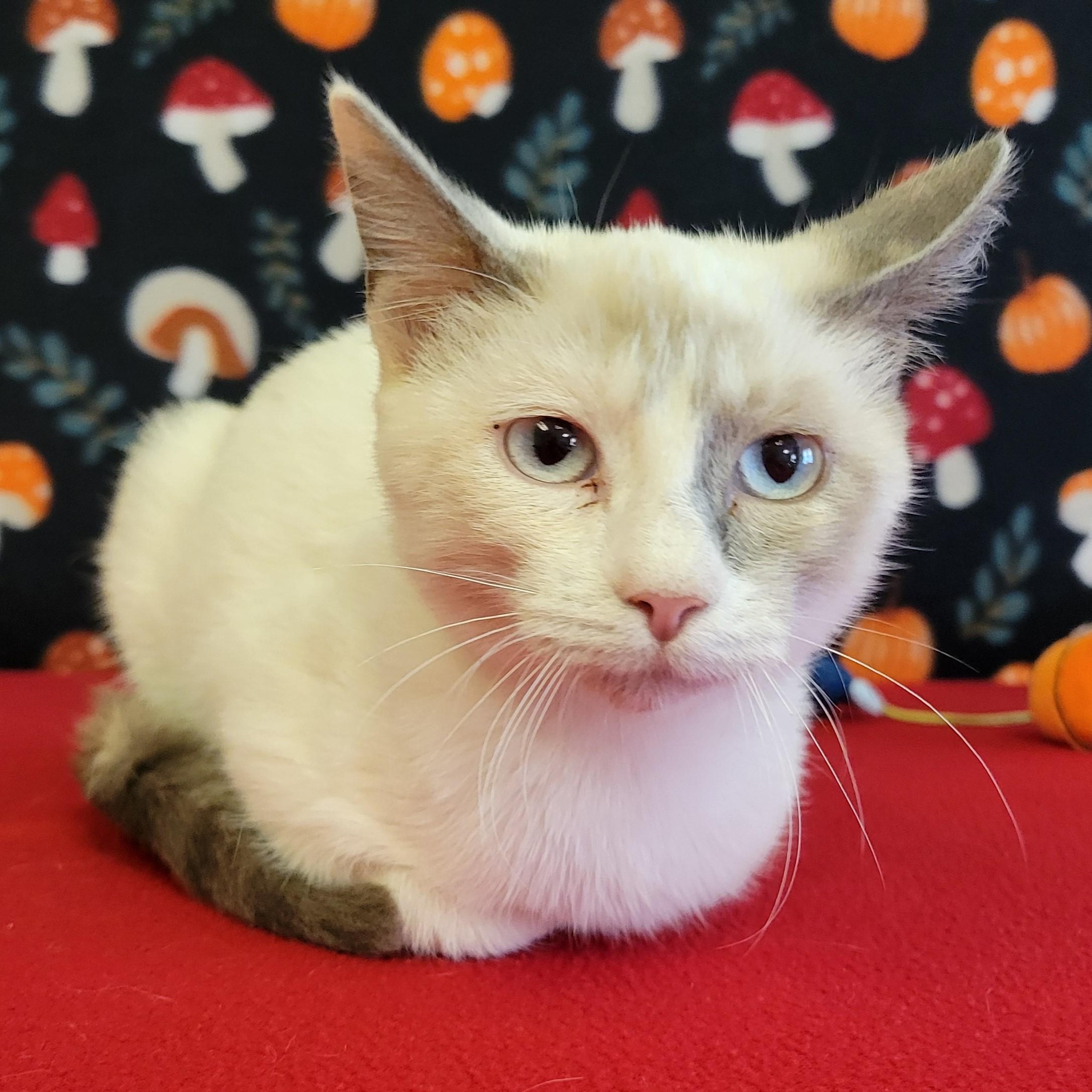 Enlarge Blossom, a Adoptable mixed breed in ALPINE, TX image 2/6