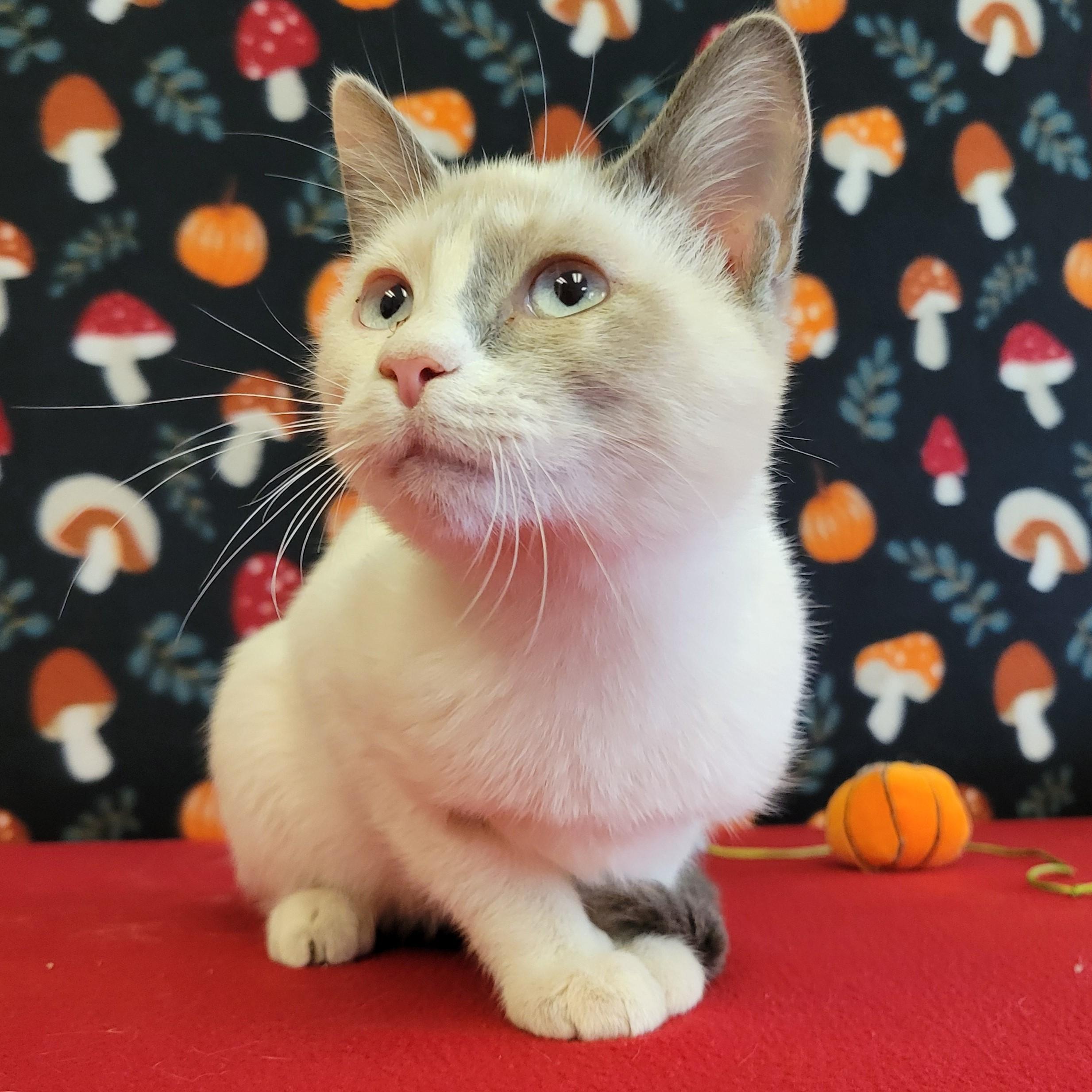 Enlarge Blossom, a Adoptable mixed breed in ALPINE, TX image 3/6