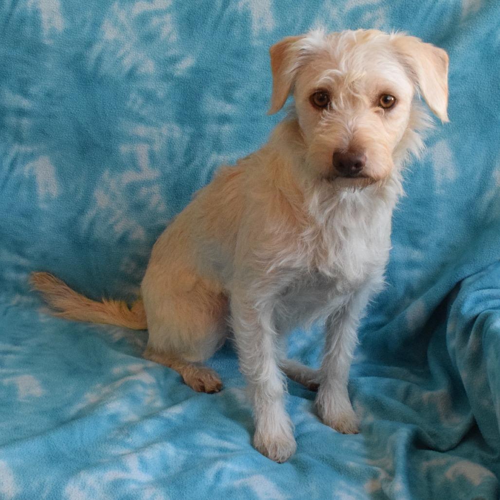 Enlarge Bell, a Adoptable mixed breed in Eureka, CA image 1/3