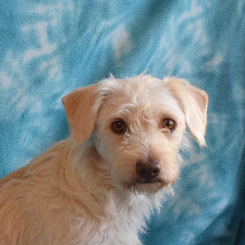 Enlarge Bell, a Adoptable mixed breed in Eureka, CA image 2/3