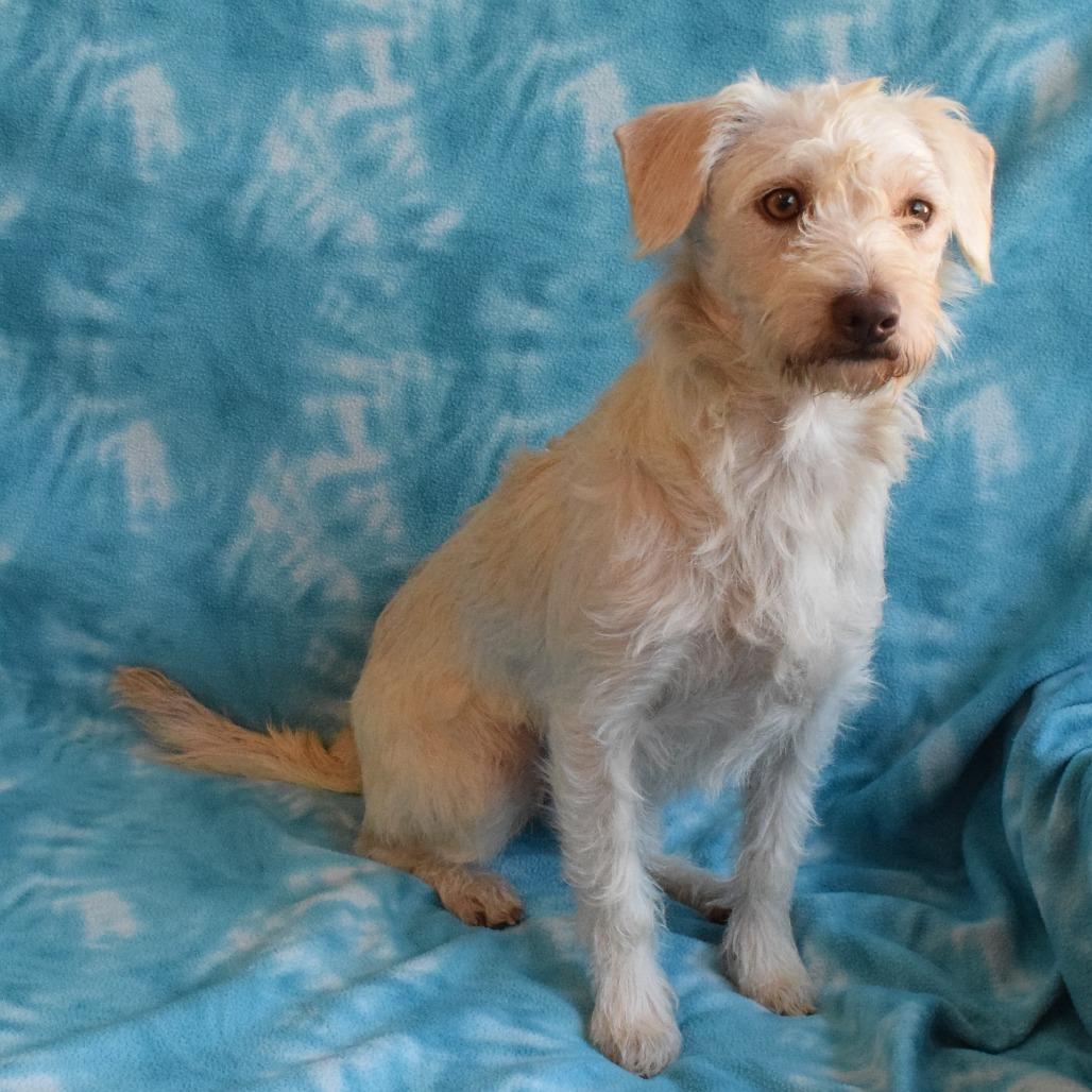 Enlarge Bell, a Adoptable mixed breed in Eureka, CA image 3/3
