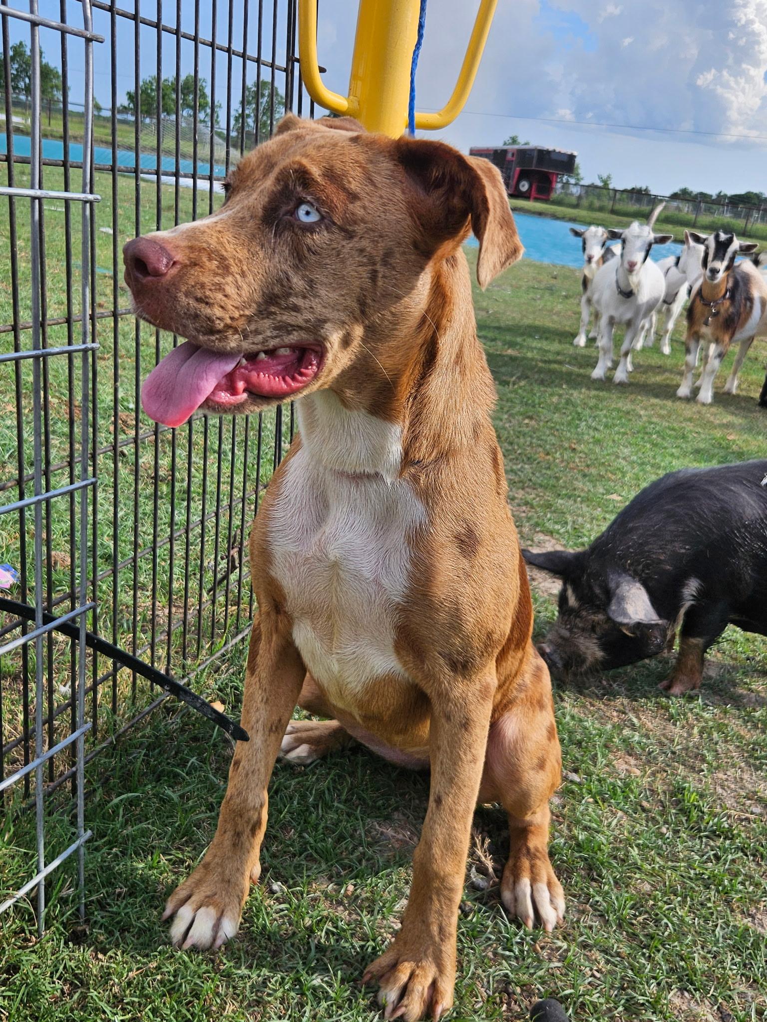 Juniper, adopted, Young Female Catahoula Leopard Dog.