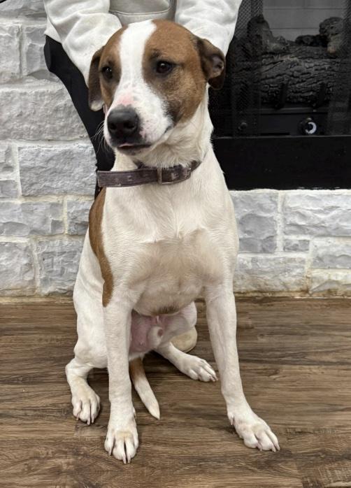 Enlarge Toby, a ADOPTABLE mixed breed in Cedarburg, WI image 3/4