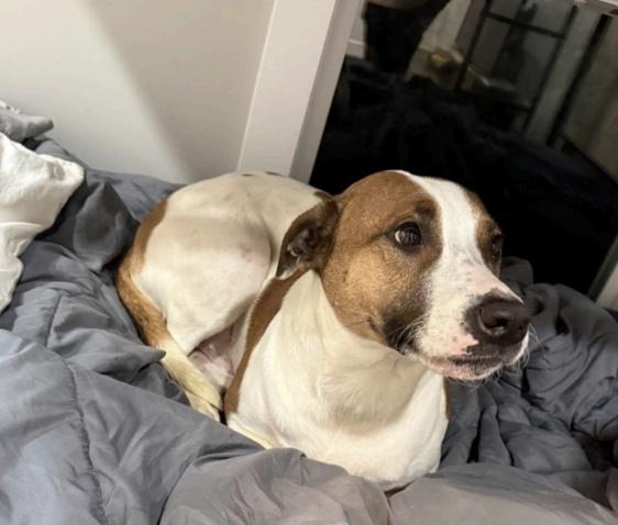 Enlarge Toby, a ADOPTABLE mixed breed in Cedarburg, WI image 4/4