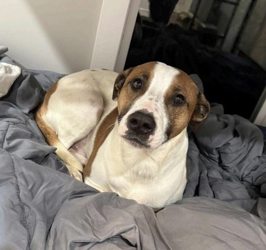 Enlarge Toby, a ADOPTABLE mixed breed in Cedarburg, WI image 2/4