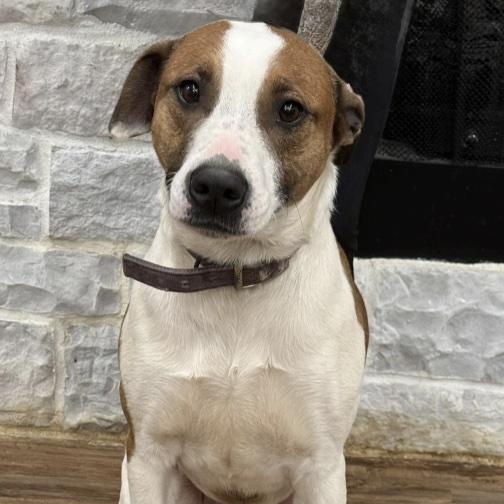 Toby, ADOPTABLE, Young Male Mixed Breed.