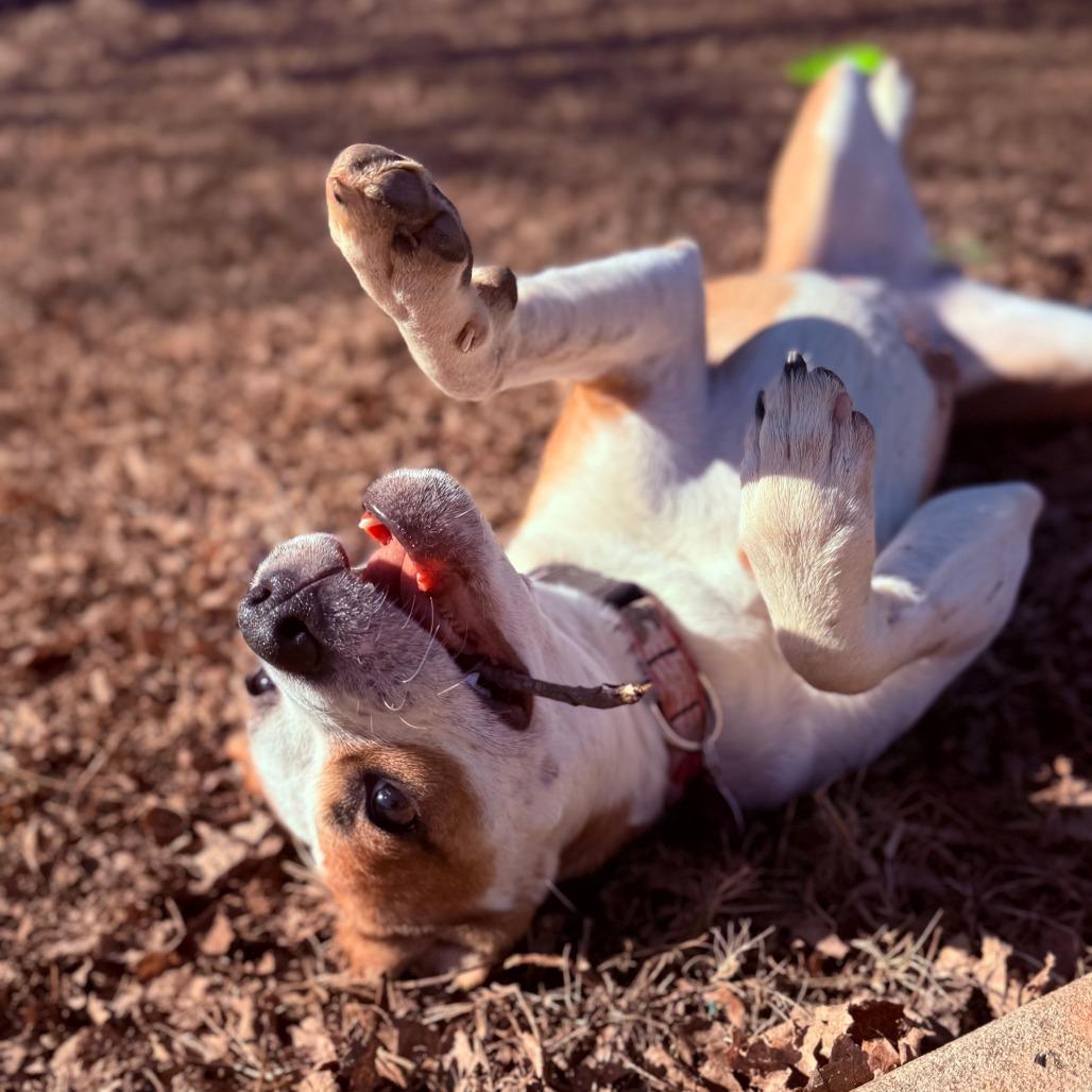 Faith, Adoptable, Young Female Mixed Breed.