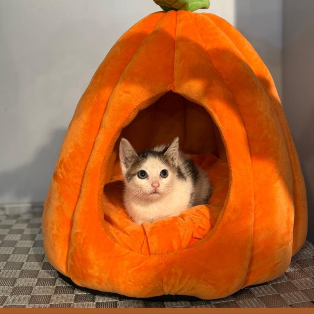 Enlarge Boo Berry, a Adoptable Domestic Short Hair in Staten Island, NY image 3/5