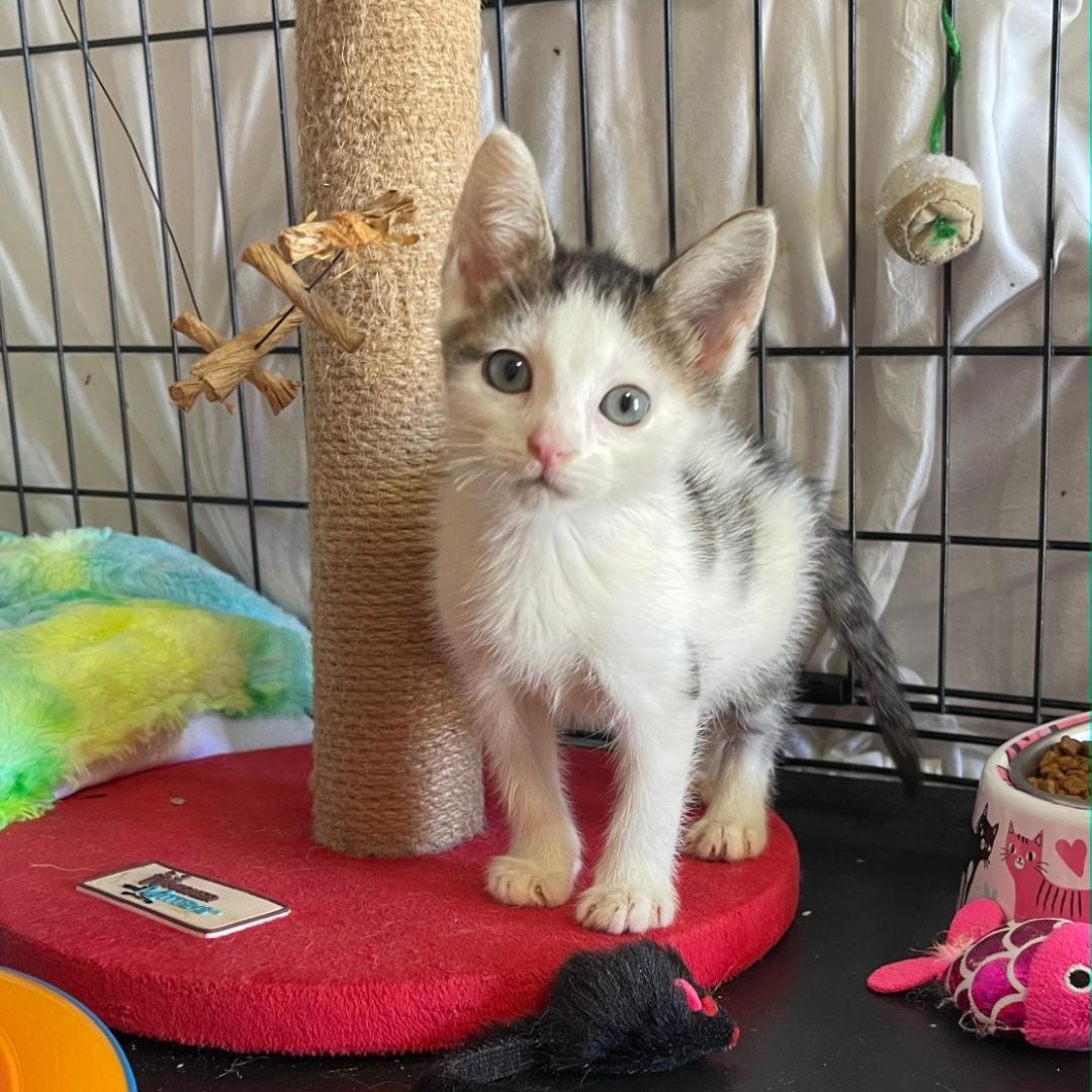 Boo Berry, Adoptable, Kitten Male Domestic Short Hair.
