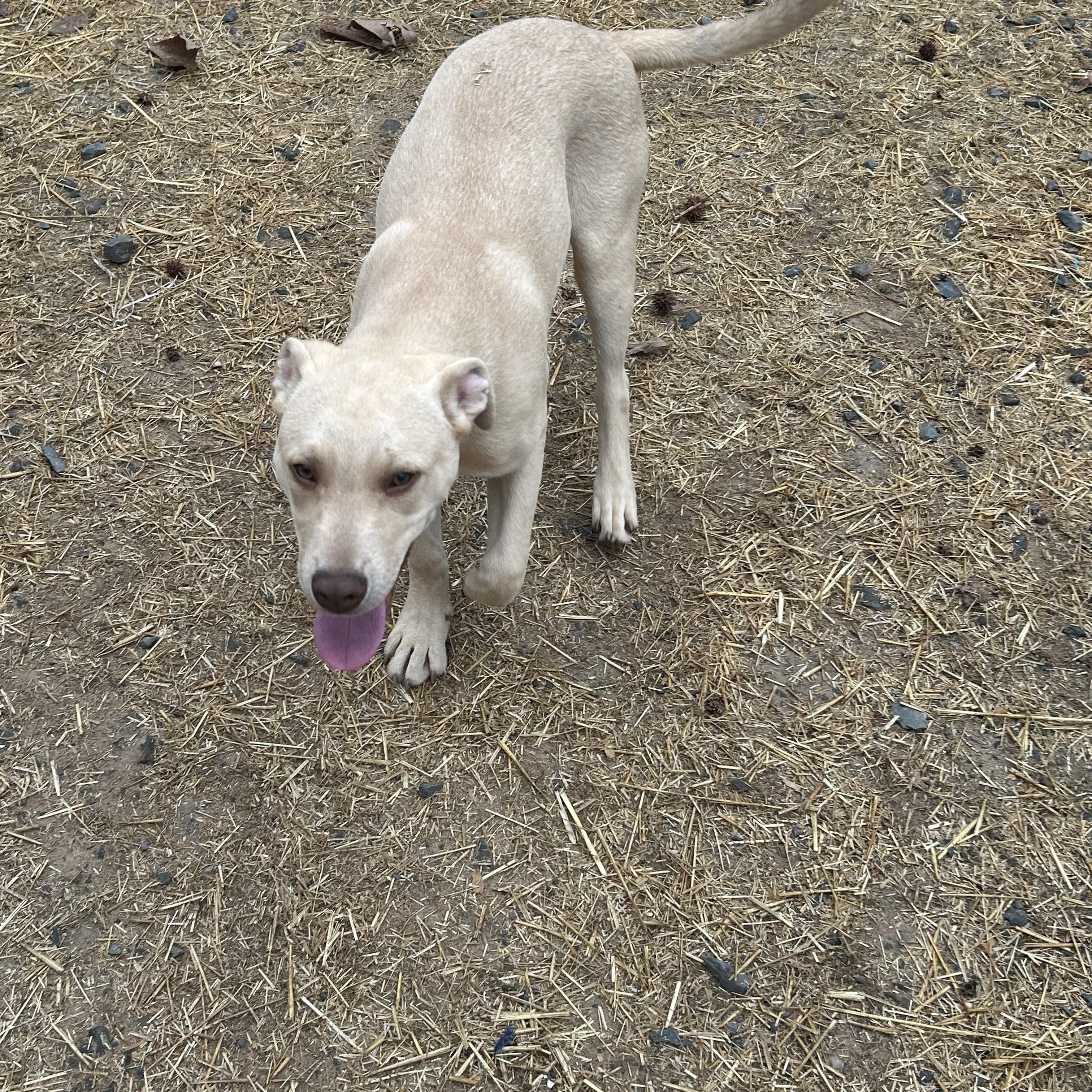 Aiden, adopted, Young Male Yellow Labrador Retriever & Pit Bull Terrier.