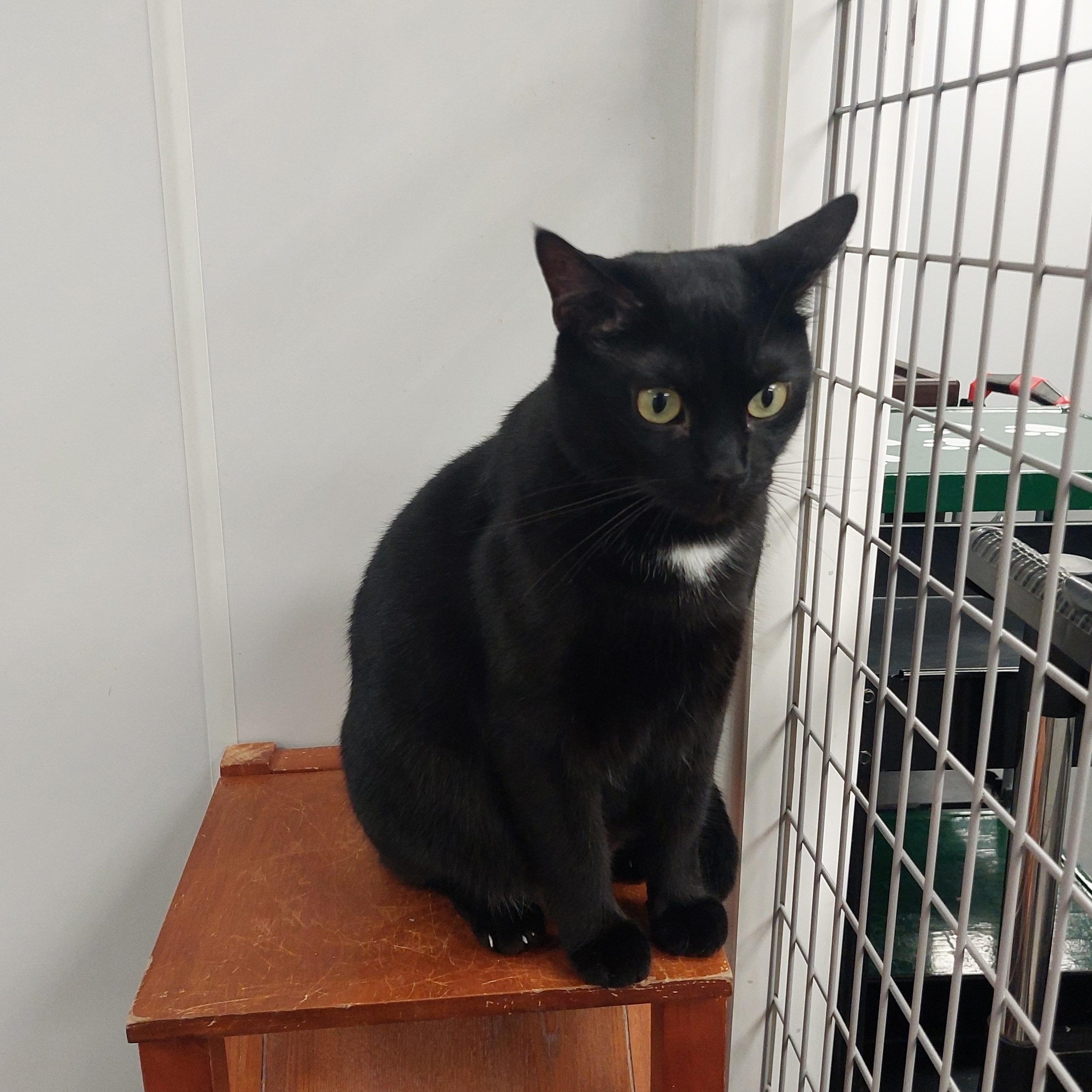 Enlarge Simon, a Adoptable Domestic Short Hair in Williamsport, PA image 1/3