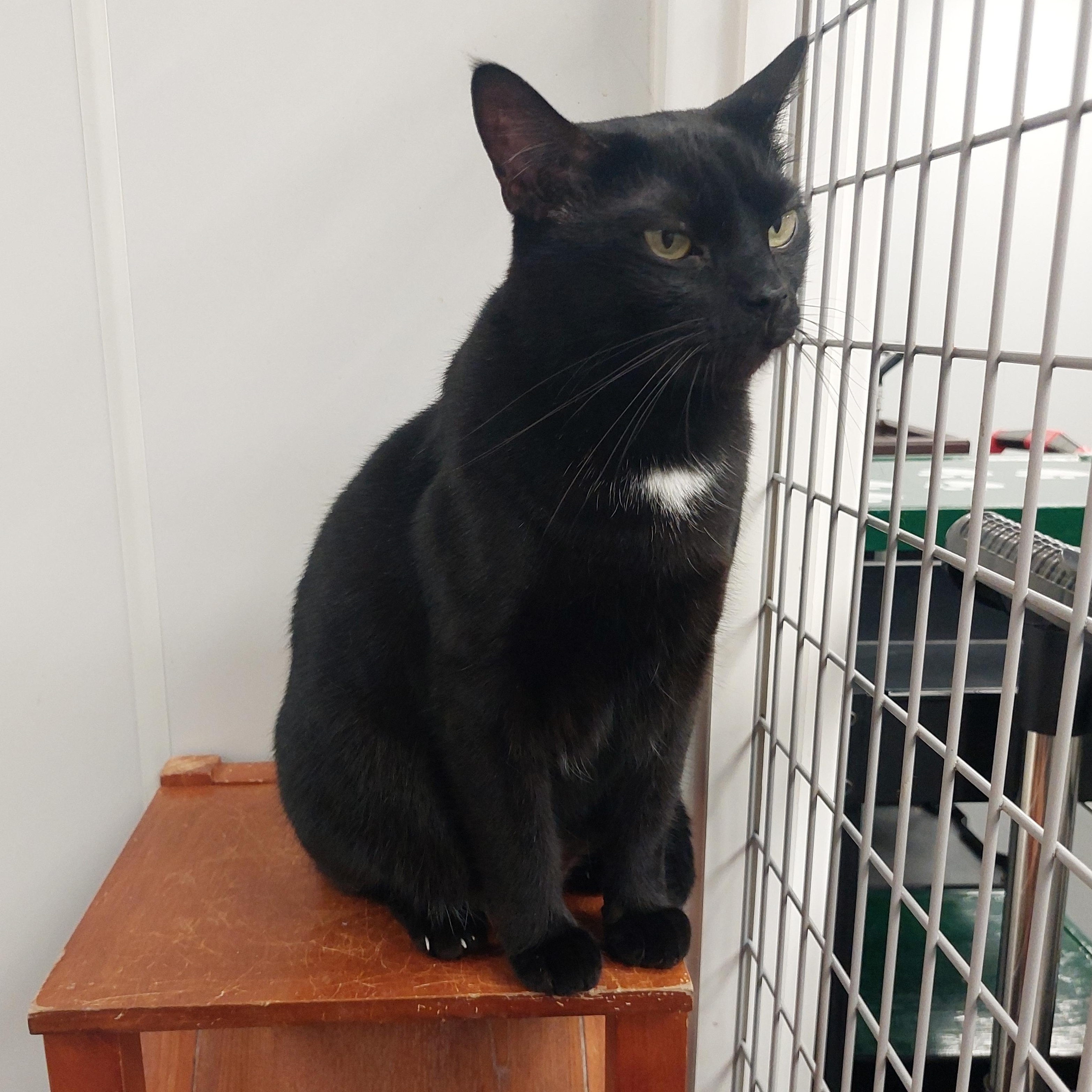 Enlarge Simon, a Adoptable Domestic Short Hair in Williamsport, PA image 2/3