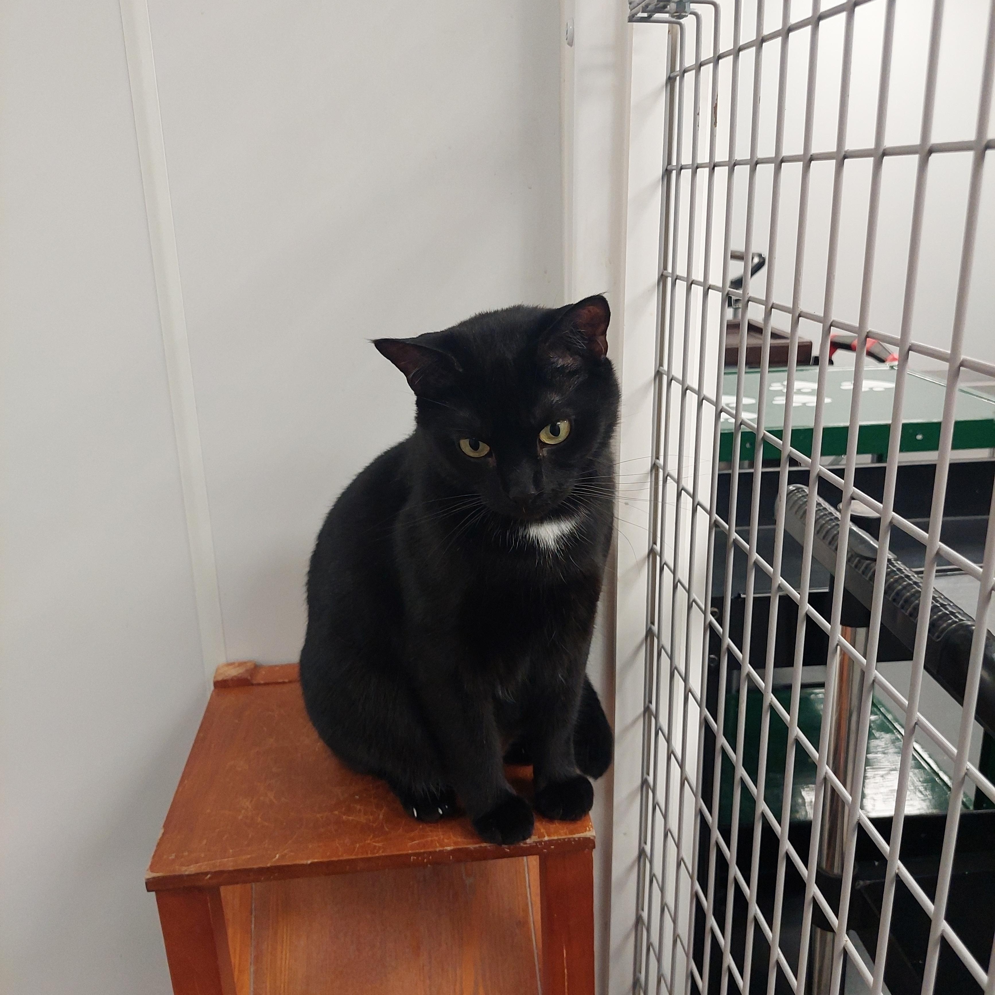 Enlarge Simon, a Adoptable Domestic Short Hair in Williamsport, PA image 3/3