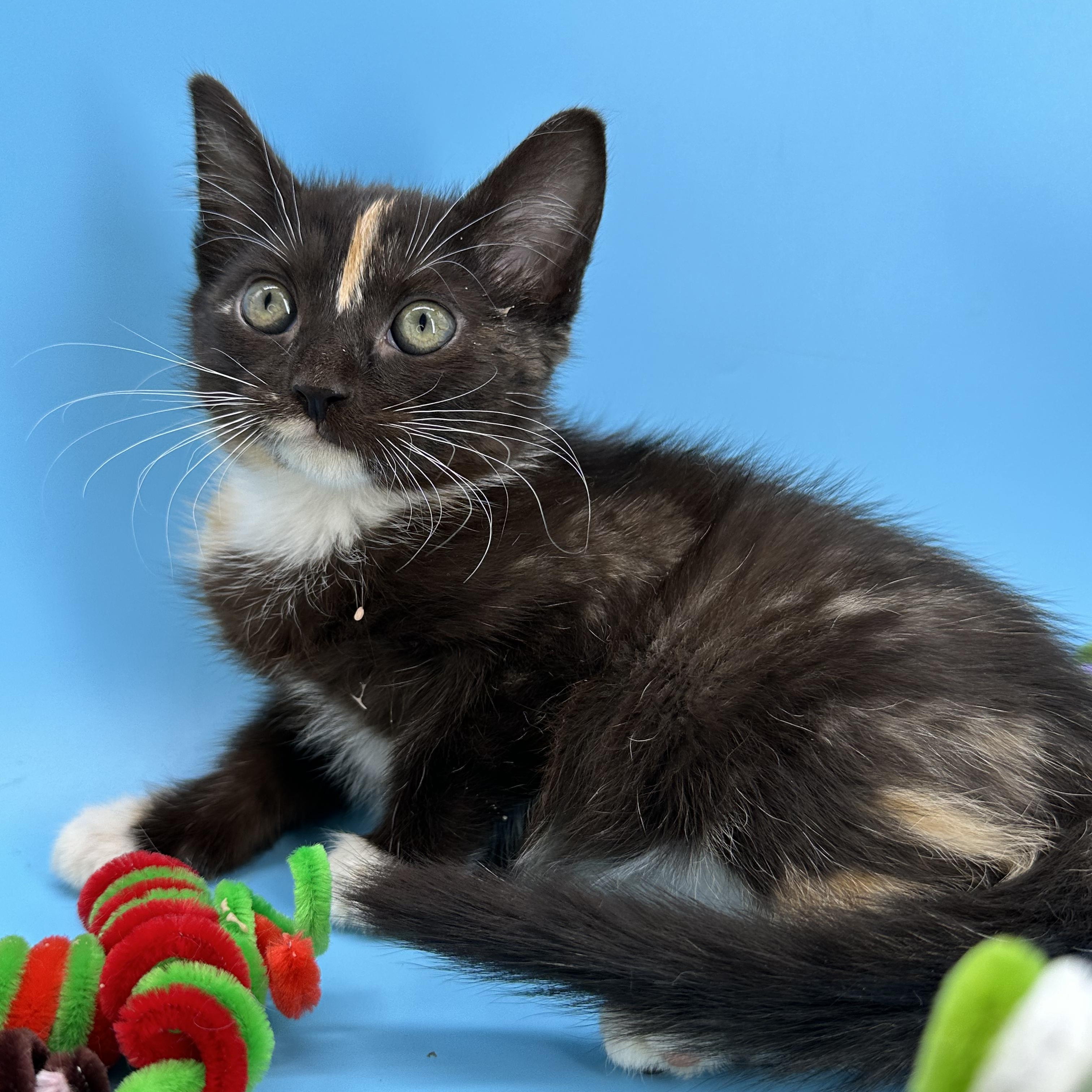 Dragonfruit (The Fruitlets), an adopted Tortoiseshell in Decatur, GA image 4/4