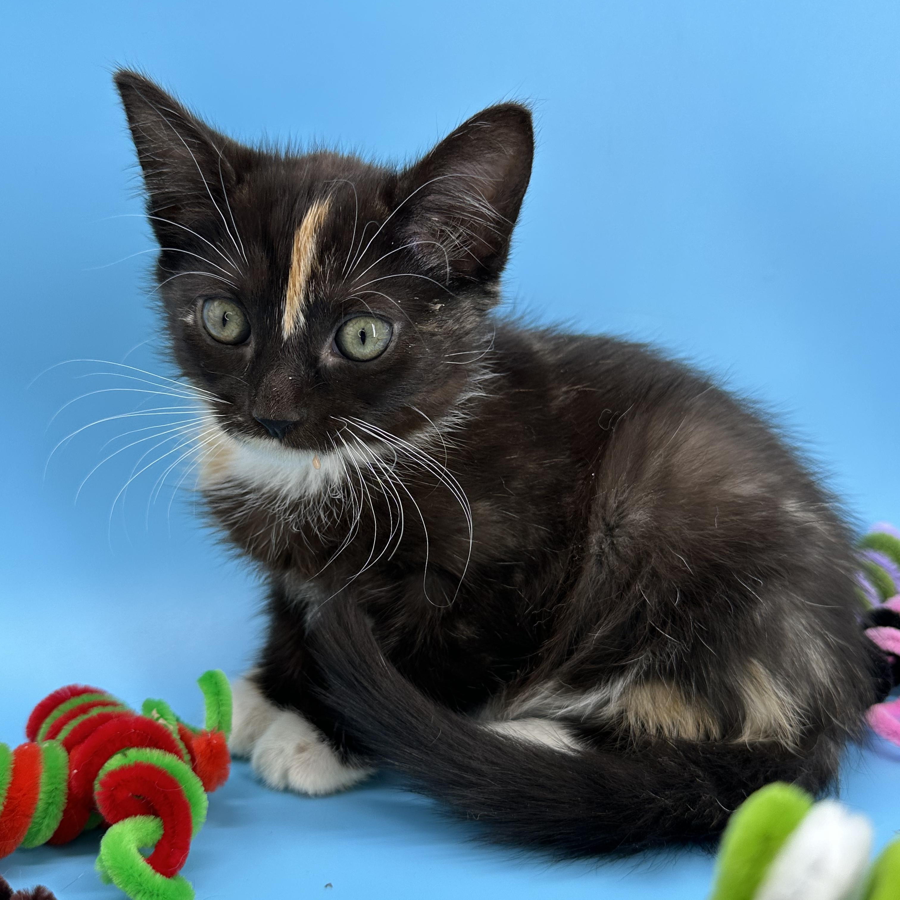 Dragonfruit (The Fruitlets), an adopted Tortoiseshell in Decatur, GA image 1/4