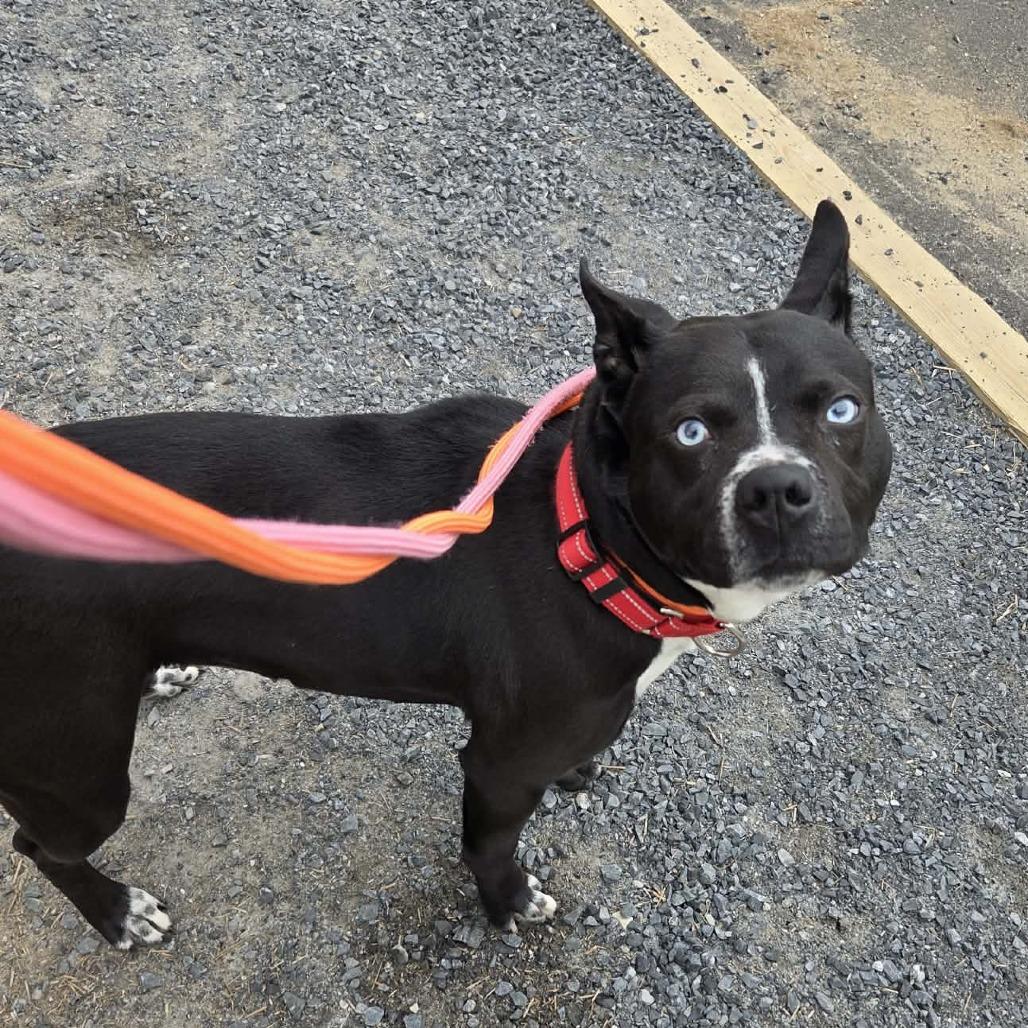 Enlarge Baila, a Adoptable Mixed Breed in Ballston Spa, NY image 1/6