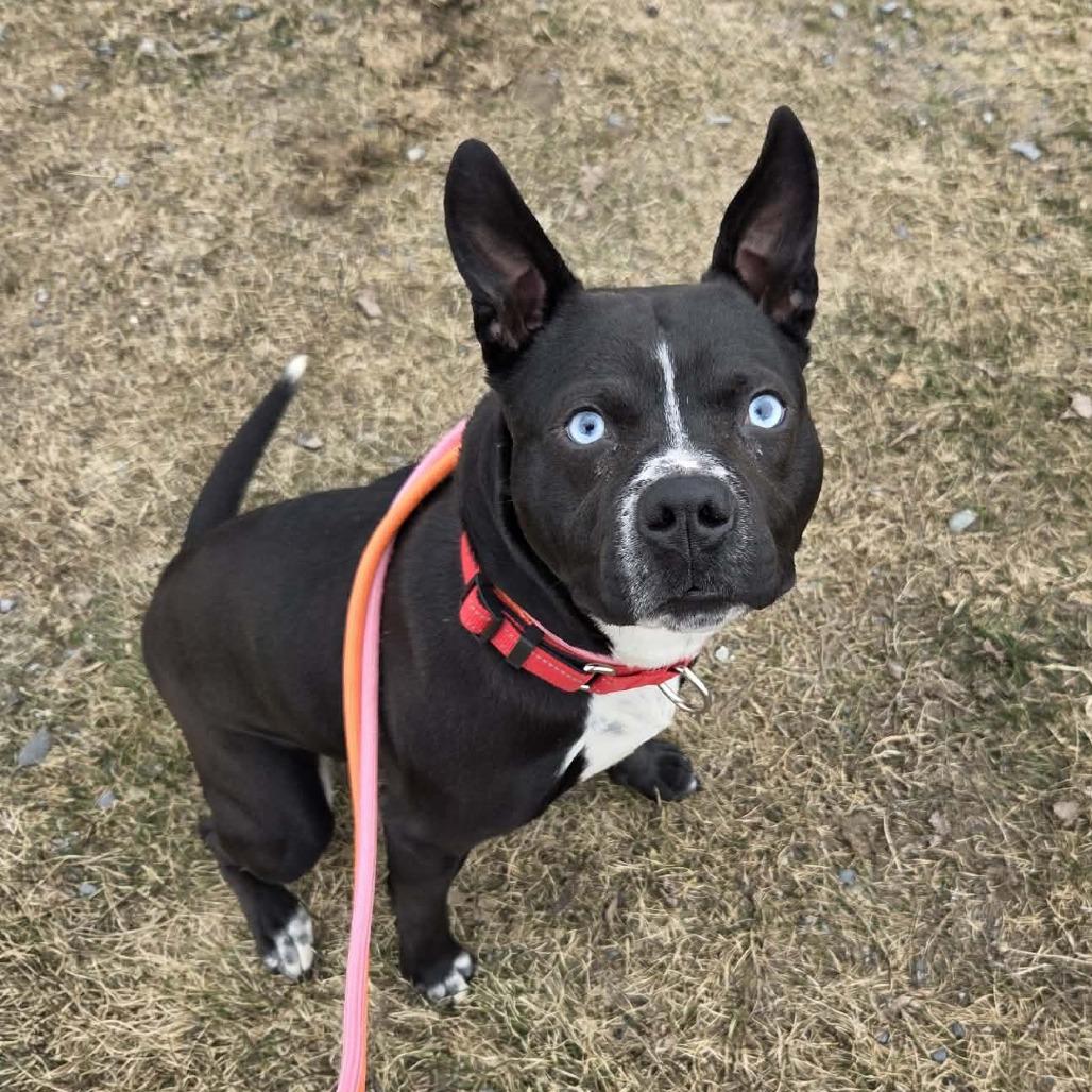 Enlarge Baila, a Adoptable Mixed Breed in Ballston Spa, NY image 4/6