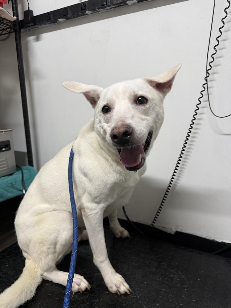 Shaker, Adoptable, Adult Male Labrador Retriever.
