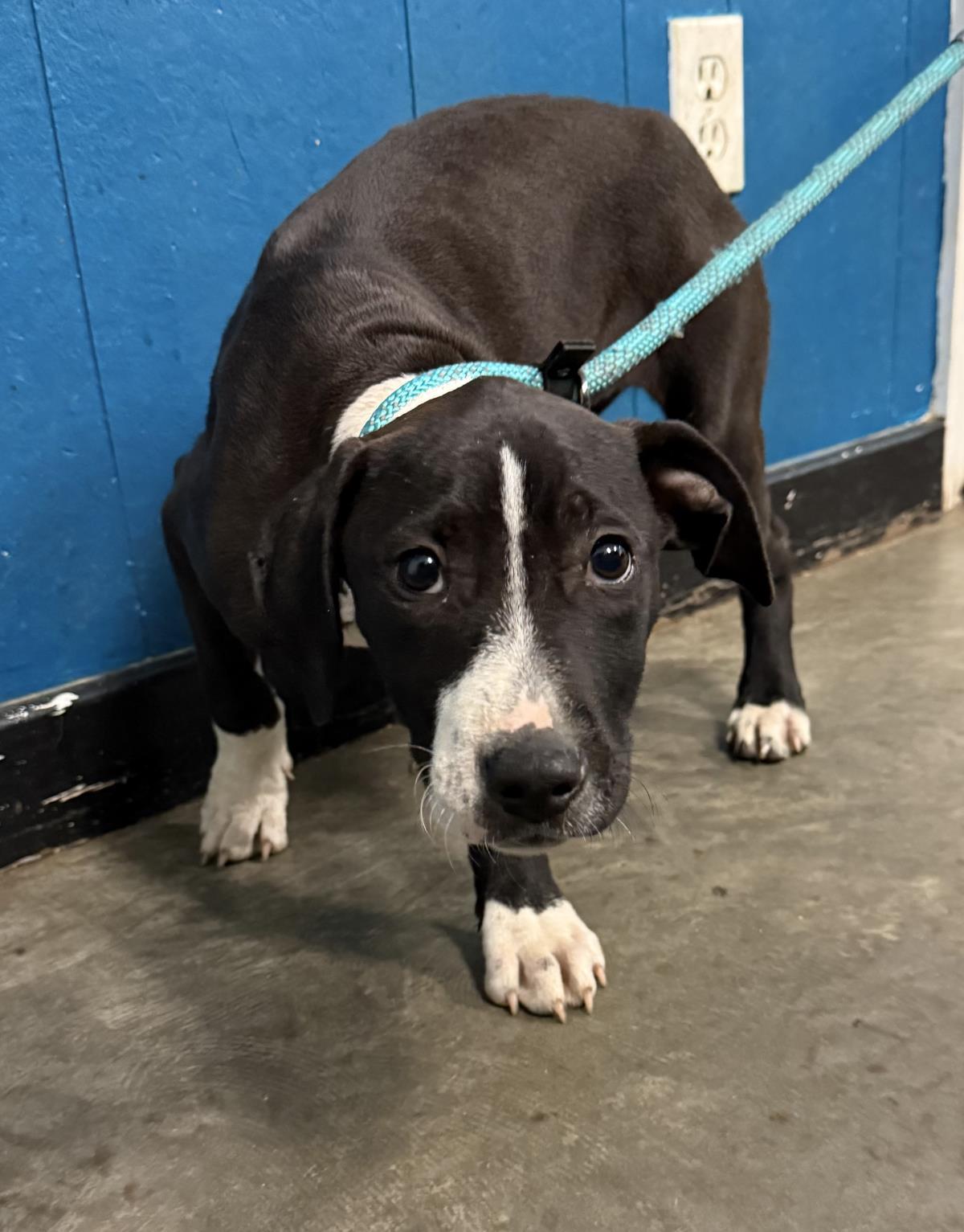 Enlarge Katona, a Adoptable mixed breed in Ozark, AL image 1/1