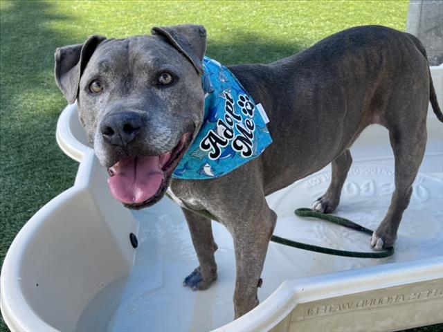 Enlarge SMOKEY, a Adoptable Staffordshire Bull Terrier in Los Angeles, CA image 1/1