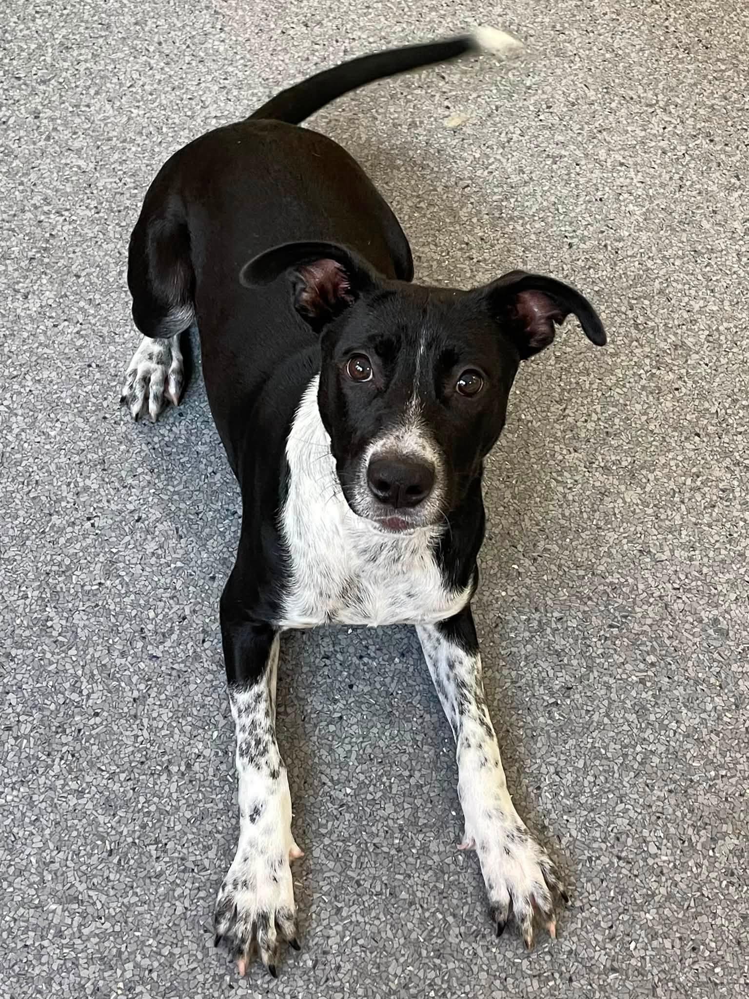 Kori, Adoptable, Young Female Labrador Retriever.