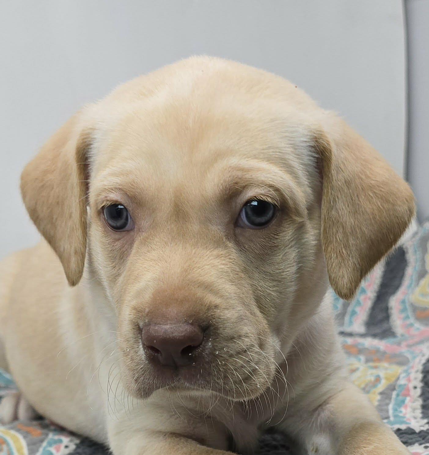 Nijinsky, Adoptable, Puppy Male Labrador Retriever & Australian Shepherd.