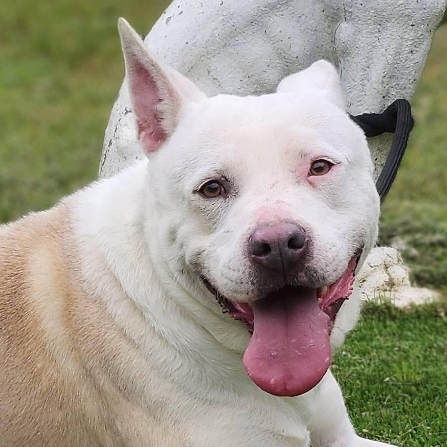 Angel (Sweetie Pie), Adoptable, Adult Female Pit Bull Terrier.