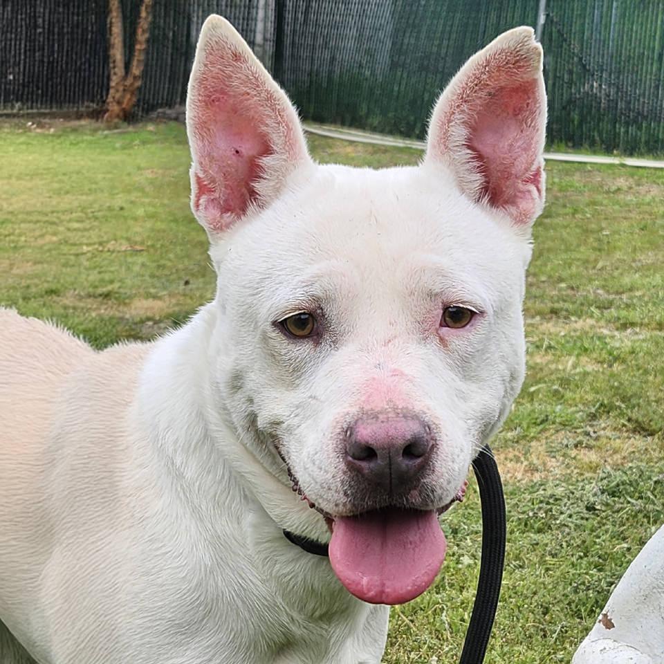 Angel (Sweetie Pie), a Adoptable mixed breed in Burbank, CA image 2/2