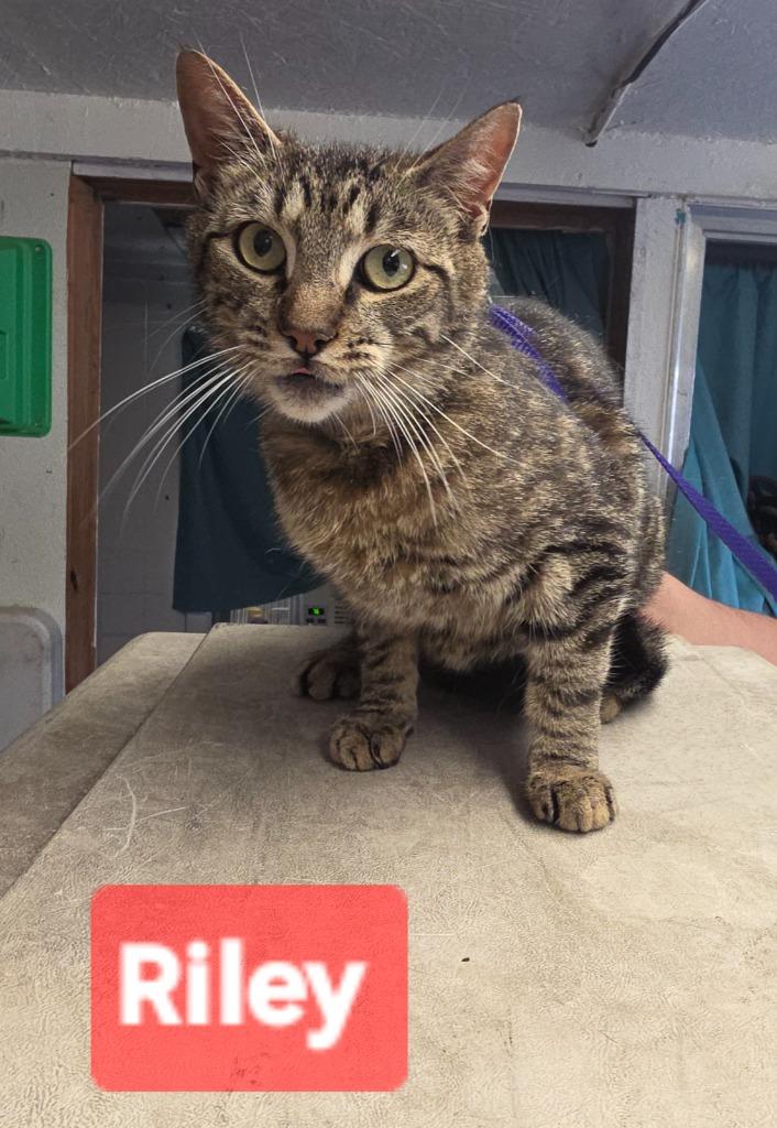 Riley, Adopted, Adult Male Domestic Medium Hair.