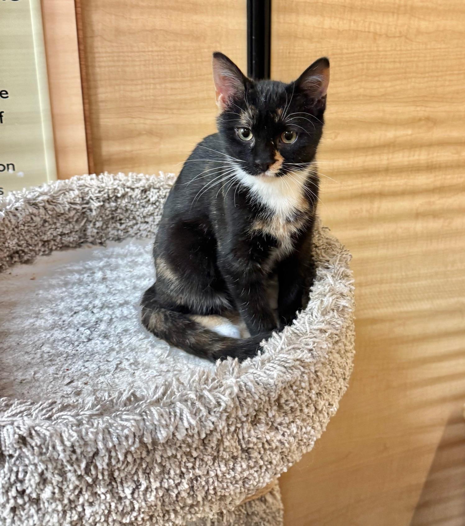 Scully, a Adoptable Domestic Short Hair in Springfield, PA image 1/4