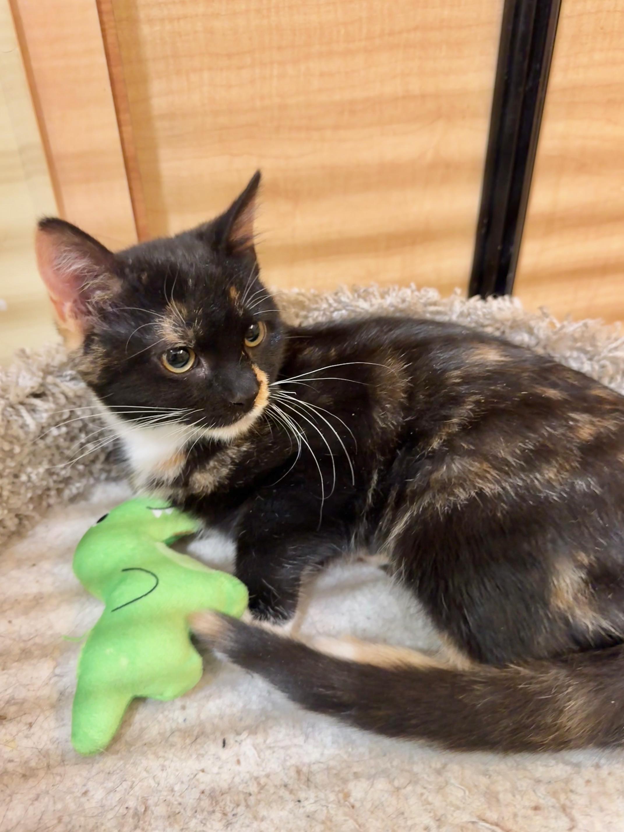 Scully, a Adoptable Domestic Short Hair in Springfield, PA image 2/4