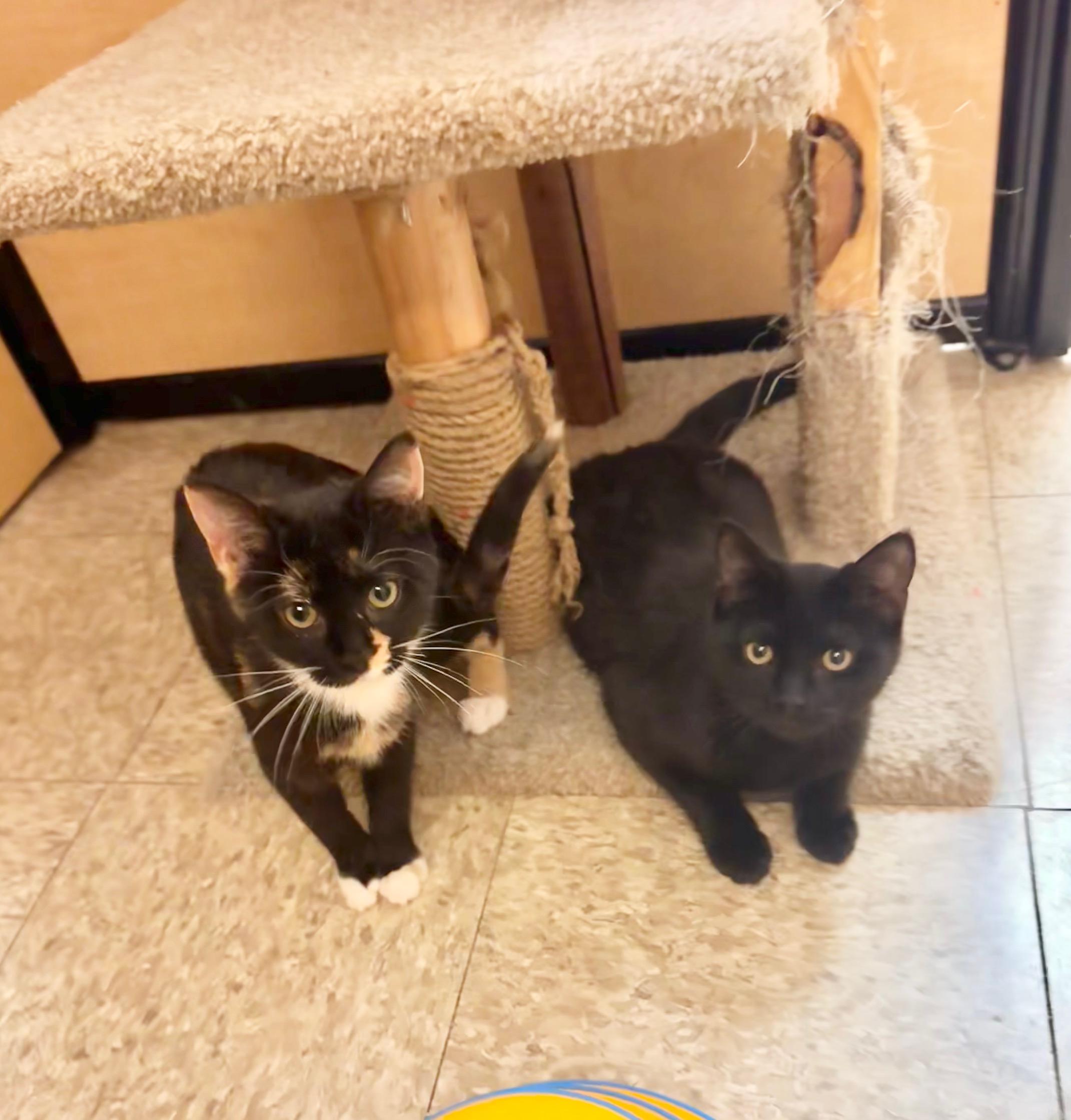 Scully, a Adoptable Domestic Short Hair in Springfield, PA image 3/4