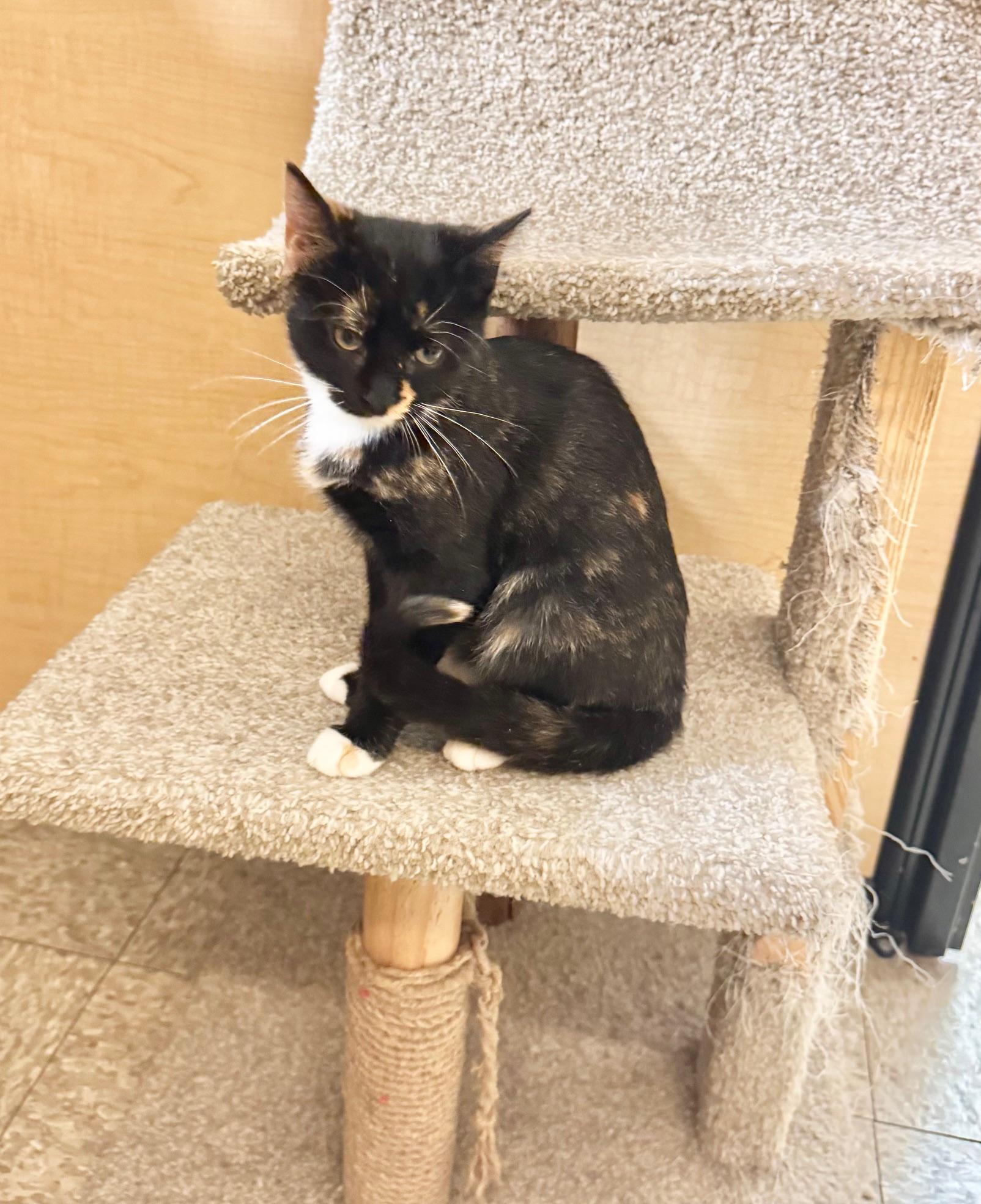 Scully, a Adoptable Domestic Short Hair in Springfield, PA image 4/4