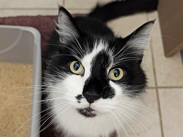 Enlarge TIGGER, a Adoptable Domestic Long Hair in Ojai, CA image 2/2