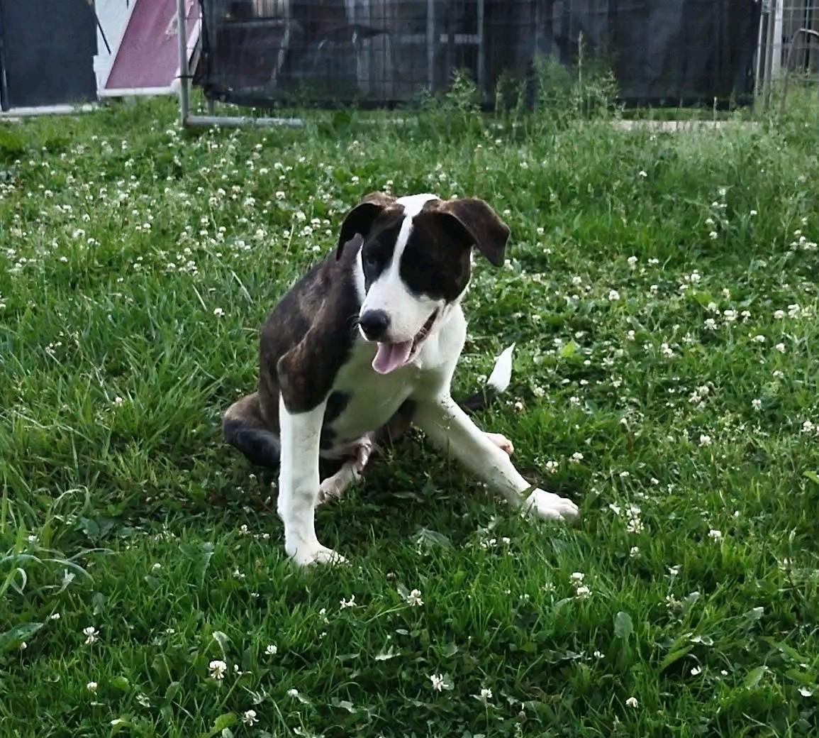 Mario, a Adoptable mixed breed in Clay City, KY image 3/5