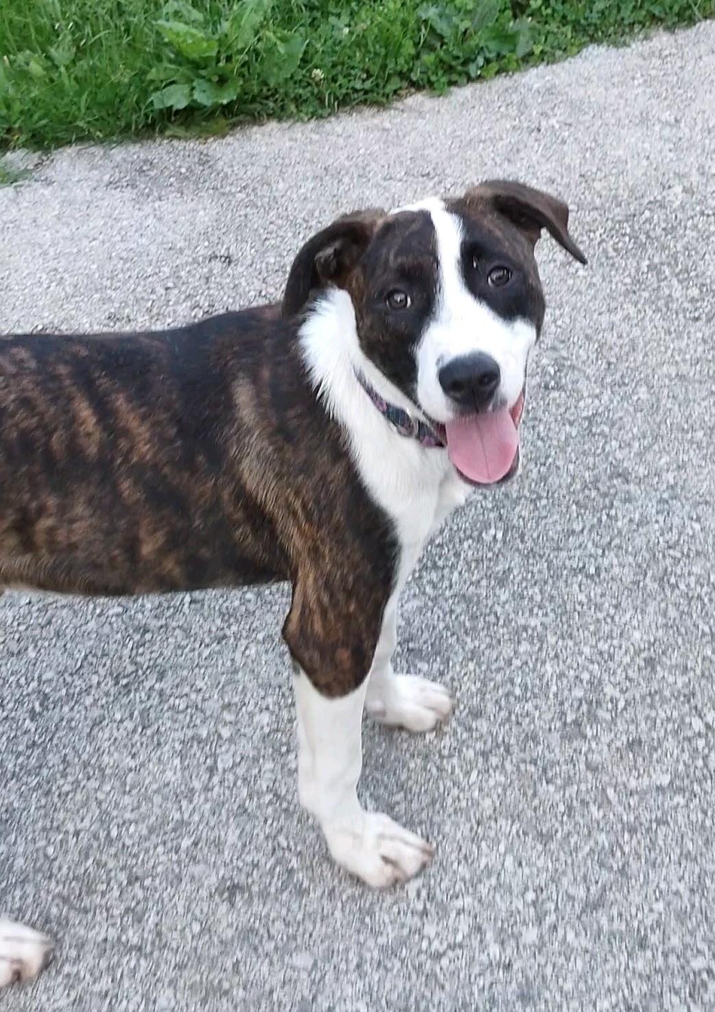 Mario, Adoptable, Puppy Male Mountain Cur.