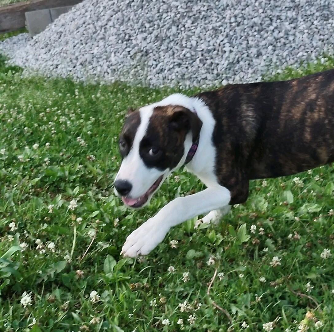 Mario, a Adoptable mixed breed in Clay City, KY image 4/5
